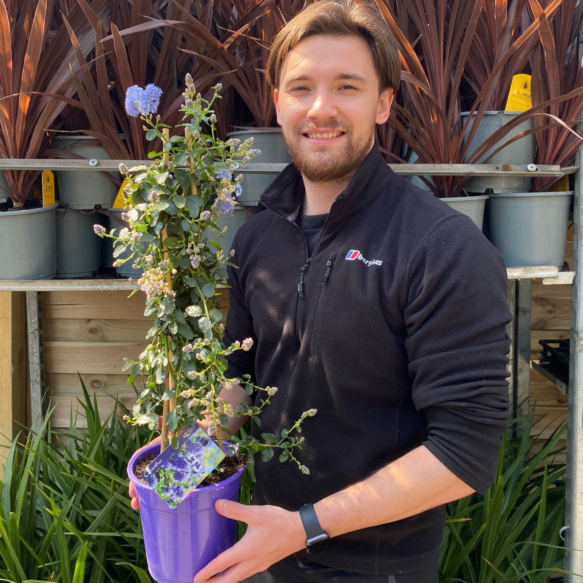 Ceanothus repens Pyramid 60-70cm