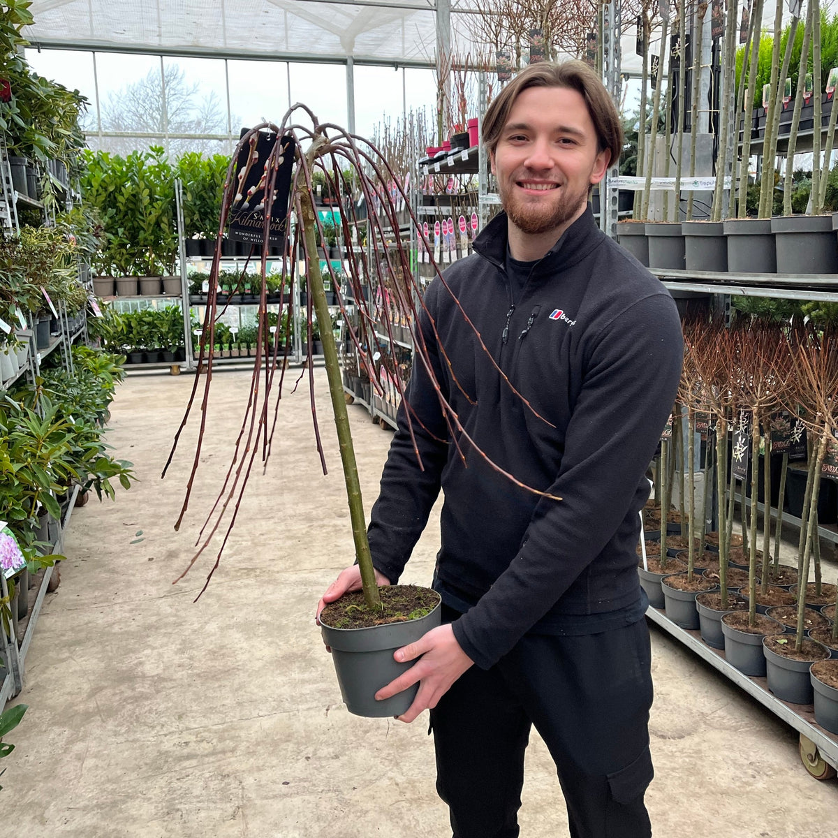 Salix &#39;Kilmarnock&#39; Weeping Willow Standard