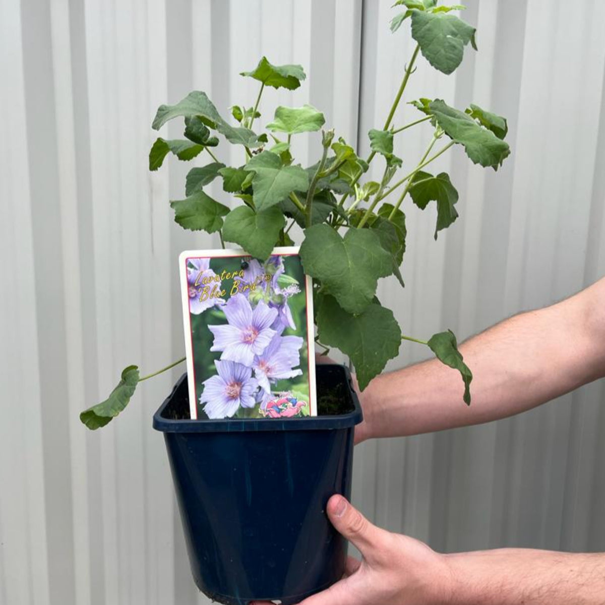 A person holds a Lavatera &#39;Blue Bird&#39; 3L, a hardy perennial shrub with green leaves. The pot&#39;s tag shows light purple, hibiscus-like flowers. The background features light-colored corrugated metal.