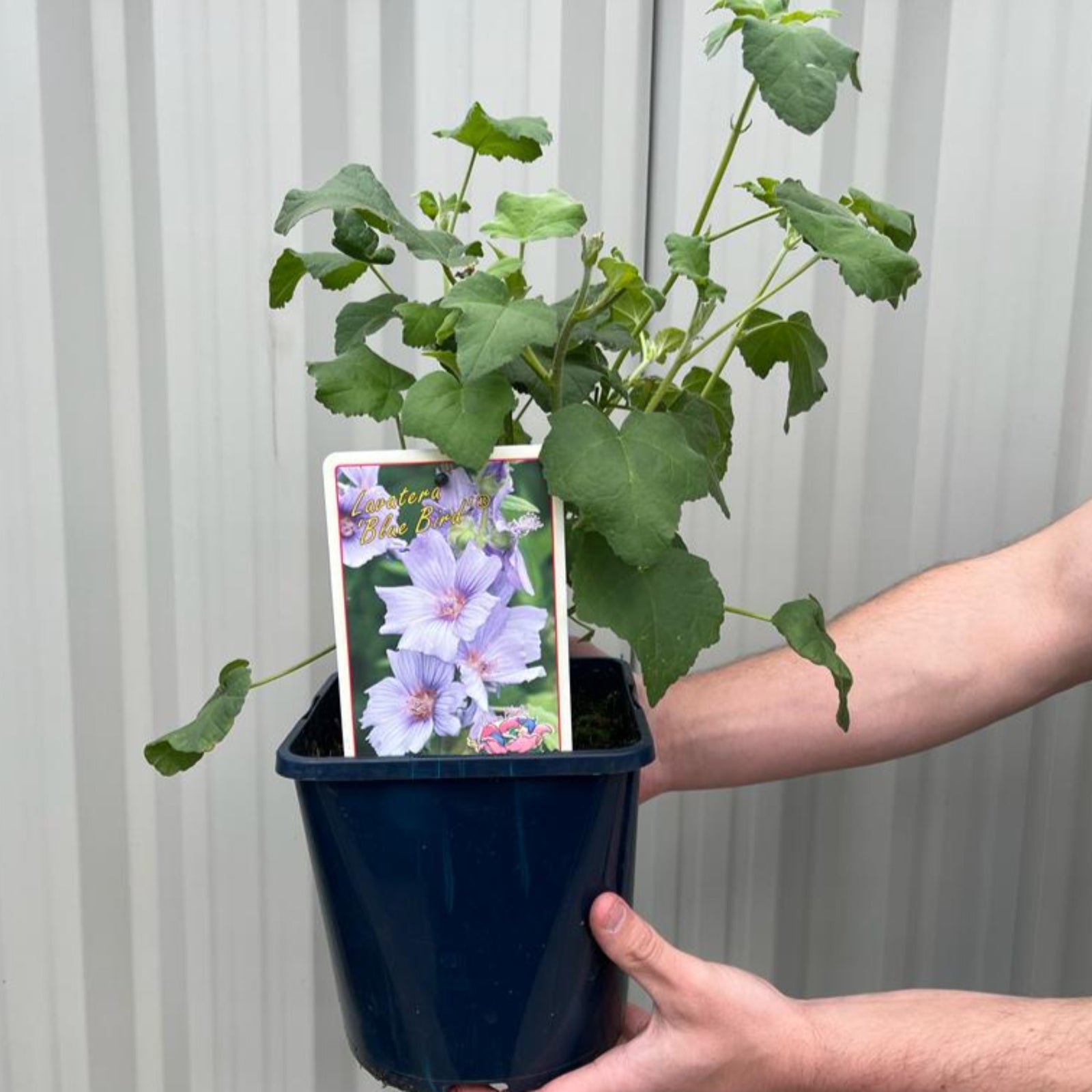 A person holds a Lavatera 'Blue Bird' 3L, a hardy perennial shrub with green leaves. The pot's tag shows light purple, hibiscus-like flowers. The background features light-colored corrugated metal.