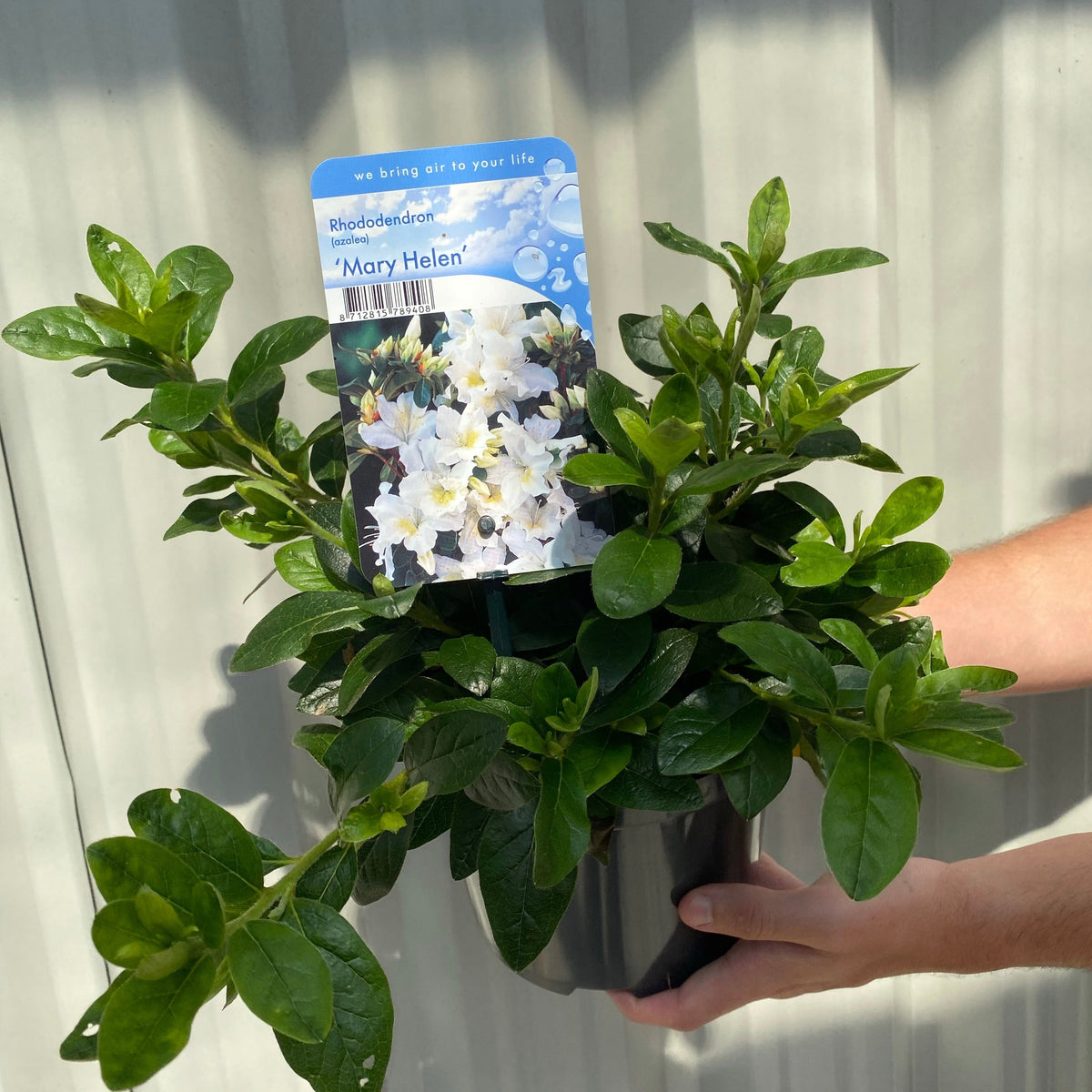 A person holds a potted Azalea &#39;Mary Helen&#39; (White) 3L, an evergreen shrub with glossy leaves. The label shows white flowers and the product name, ideal for bright garden displays, with a metal background visible.