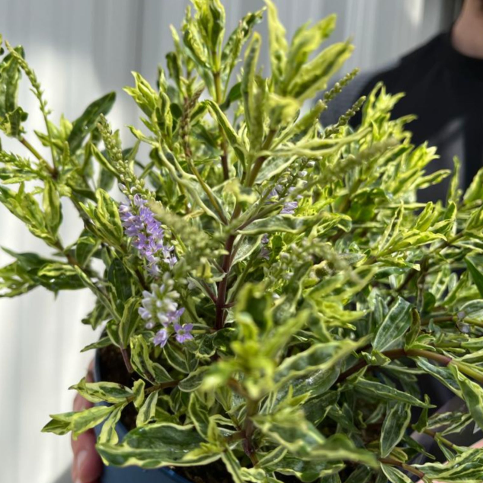 A smiling man with brown hair in a black and neon yellow shirt stands outdoors by a metal fence, holding a Hebe 'Sparkling Sapphire' 2L evergreen shrub with green leaves and a purple label stating it attracts butterflies.