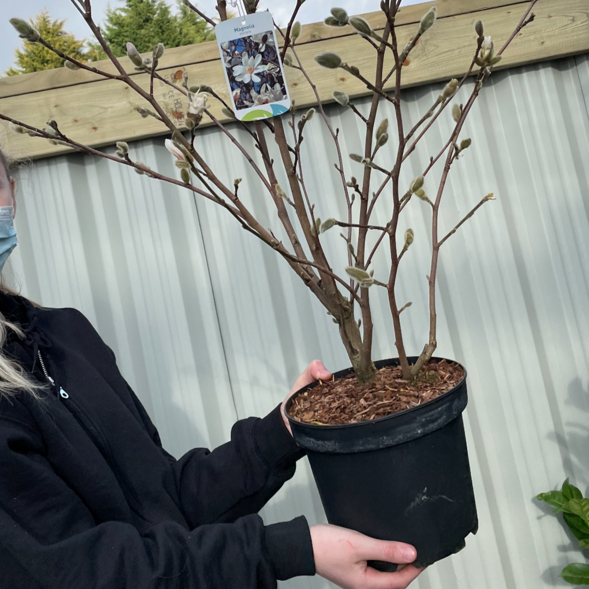 A person in a black jacket and mask holds a Magnolia stellata | Star Magnolia 9cm - 5L with buds. The plant tag shows star-shaped flowers. A wooden fence and corrugated metal wall are visible behind them.
