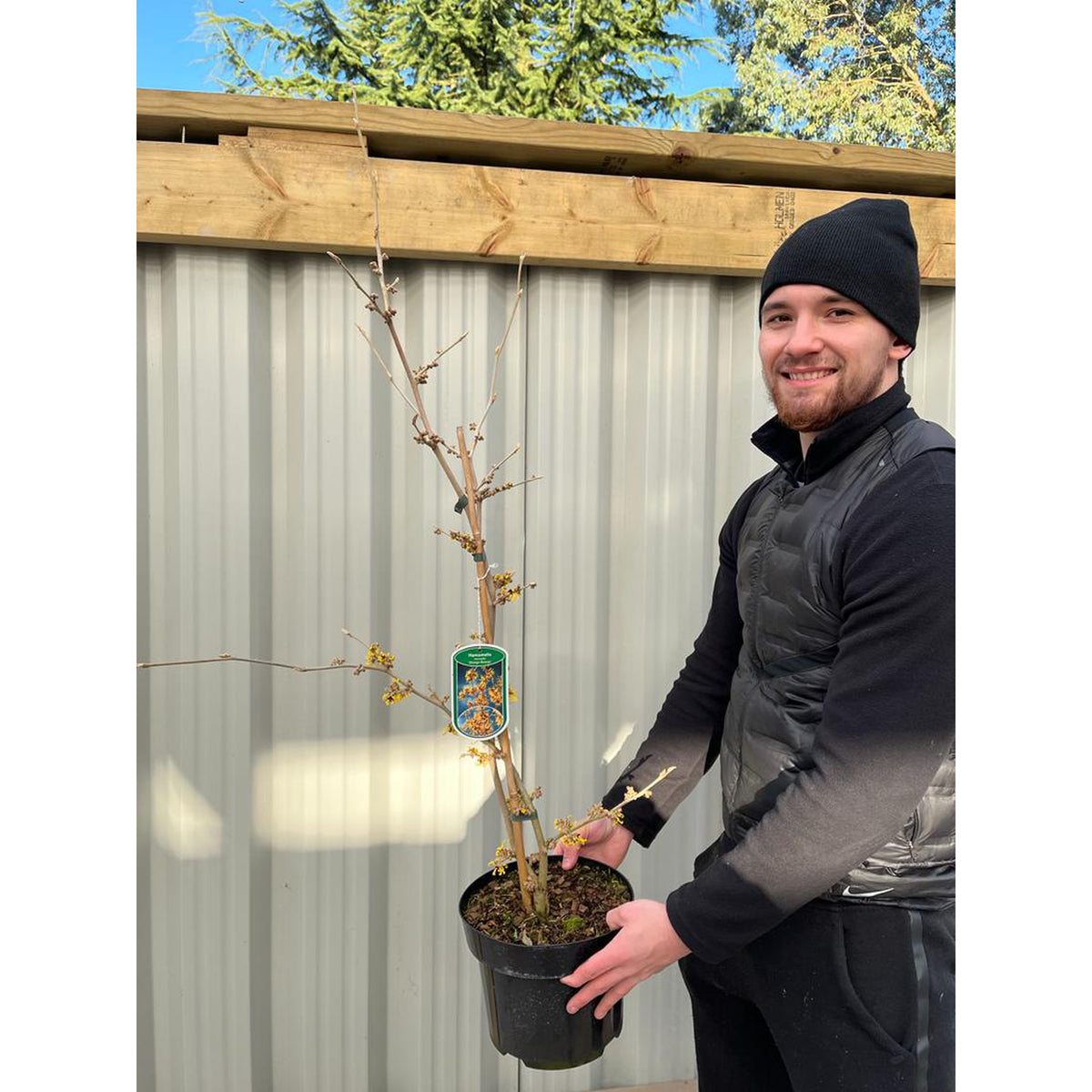 Hamamelis - Orange Beauty (Witch Hazel) 5L