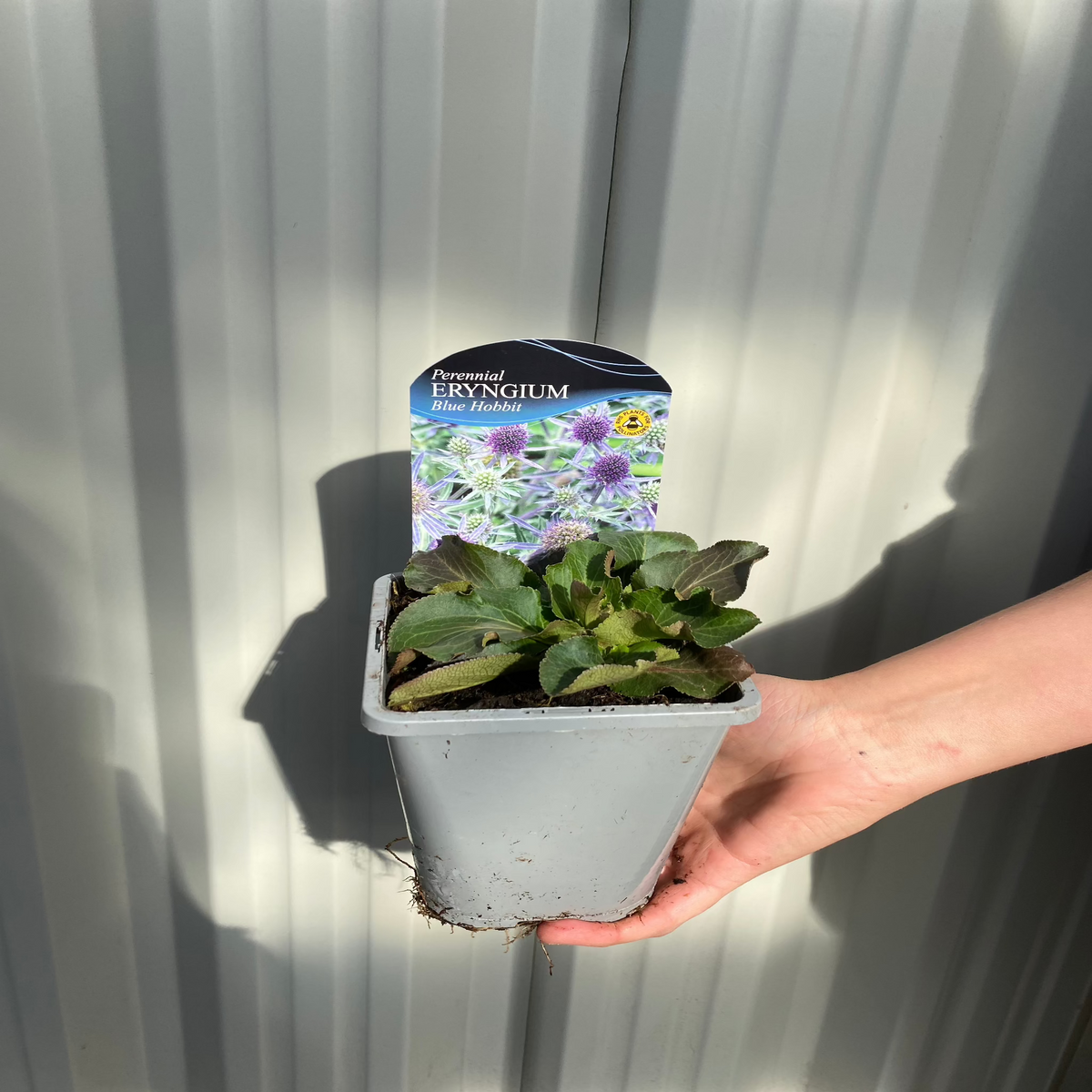 A hand holds a small gray pot containing Eryngium &#39;Blue Hobbit&#39; 9cm / 2L, a compact, drought-tolerant perennial. The pot label displays purple-blue thistle-like flowers and reads Perennial ERYNGIUM Blue Hobbit. Background: corrugated metal.