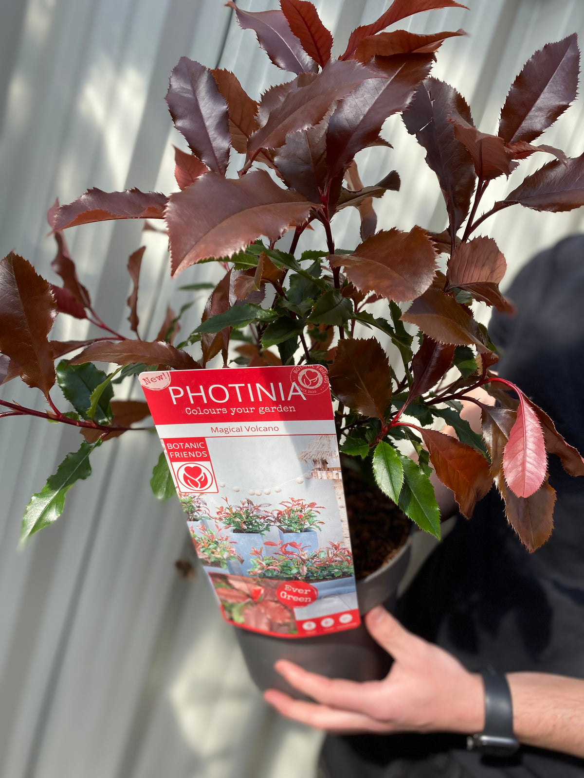 Photinia &#39;Magical Volcano&#39; 5L (Multibuy Offers Available)