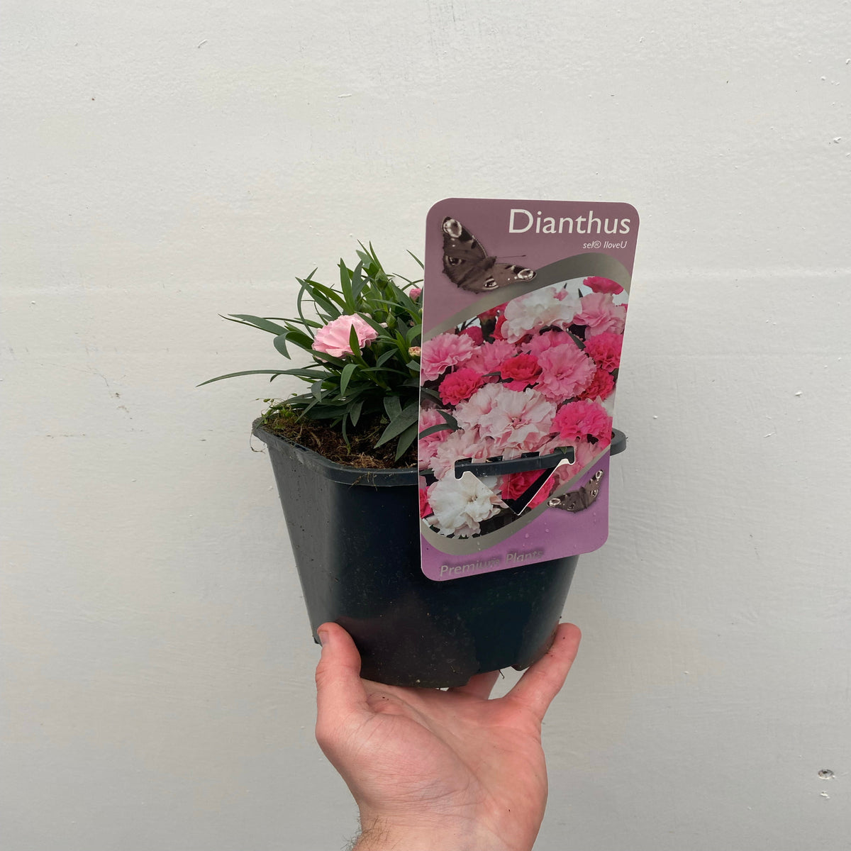 Dianthus - I Love You 10.5cm / 2L