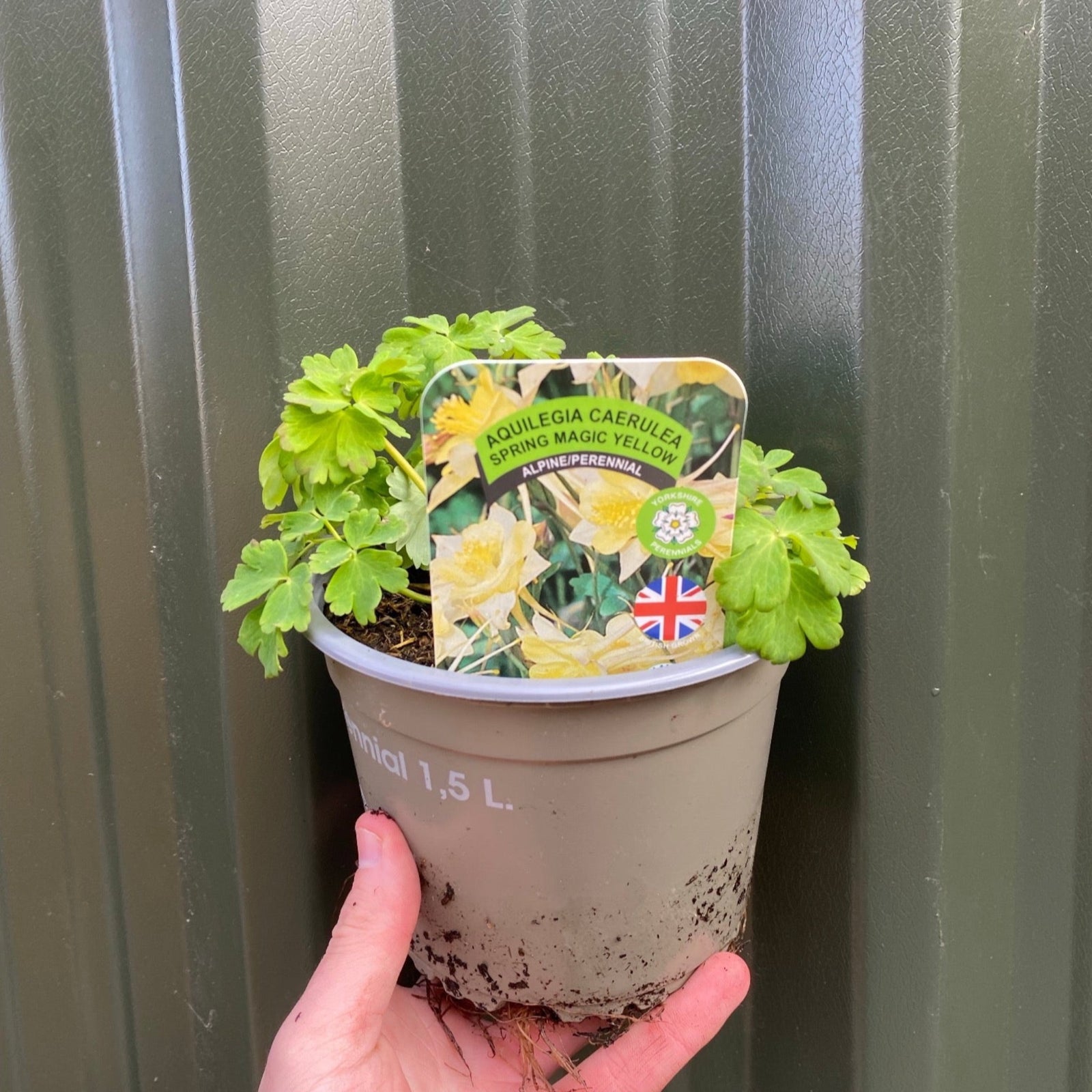 A collage of Aquilegia Mix—shade-tolerant perennials in purple, pink, white, and yellow—plus a labeled 1.5L potted plant. Delicate, spurred blooms and lush green foliage. SPECIAL OFFER: 5 Plants in 1.5L Pots.