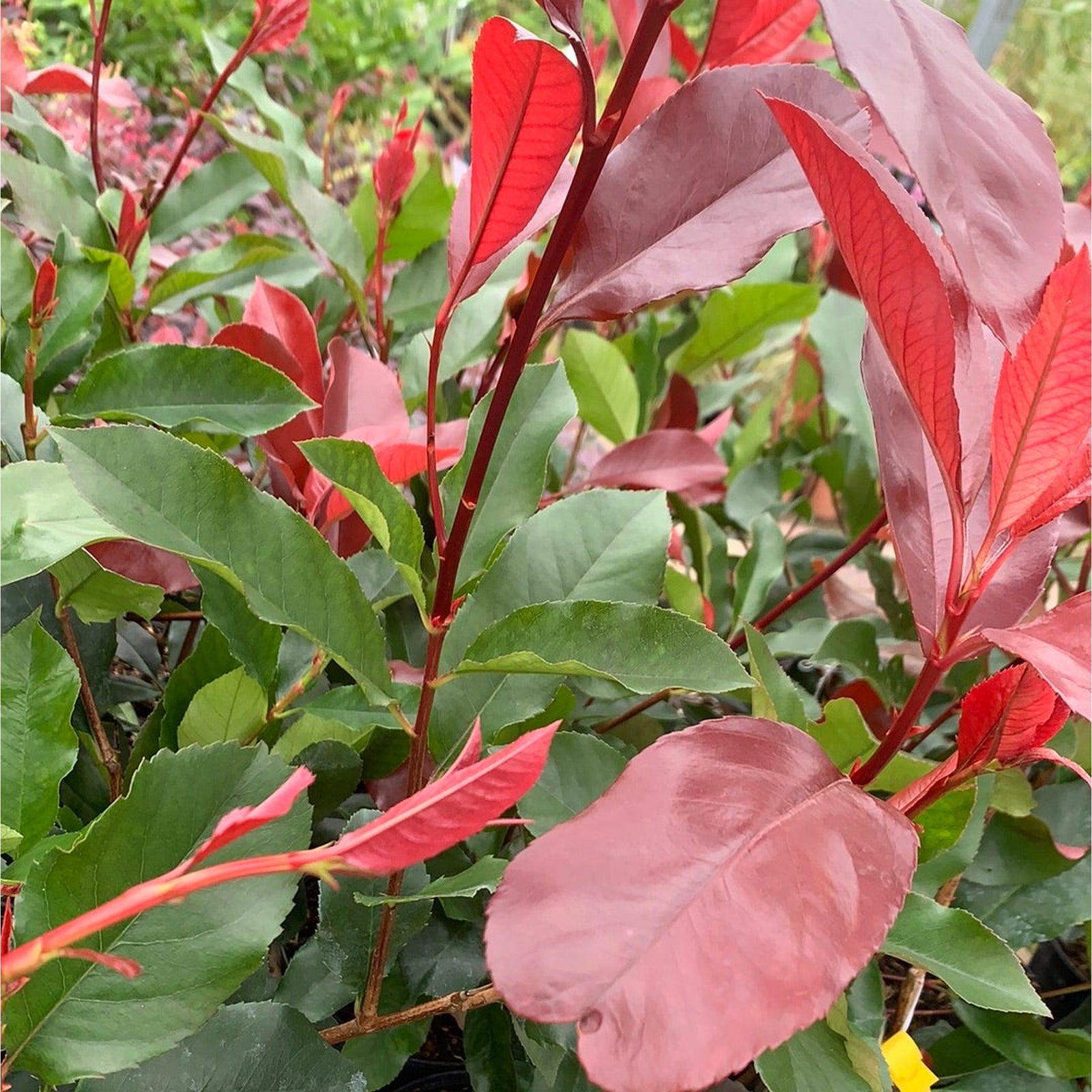 A person holds a Photinia Canivily 80-90cm potted plant with long reddish stems, green leaves, and a tag showing red flowers. The fast-growing shrub contrasts with the corrugated metal wall in the background.