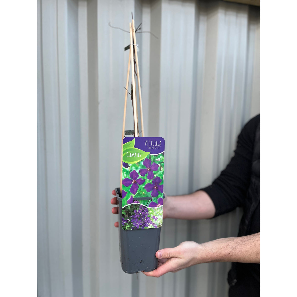 Clematis &#39;Polish Spirit&#39; 60cm