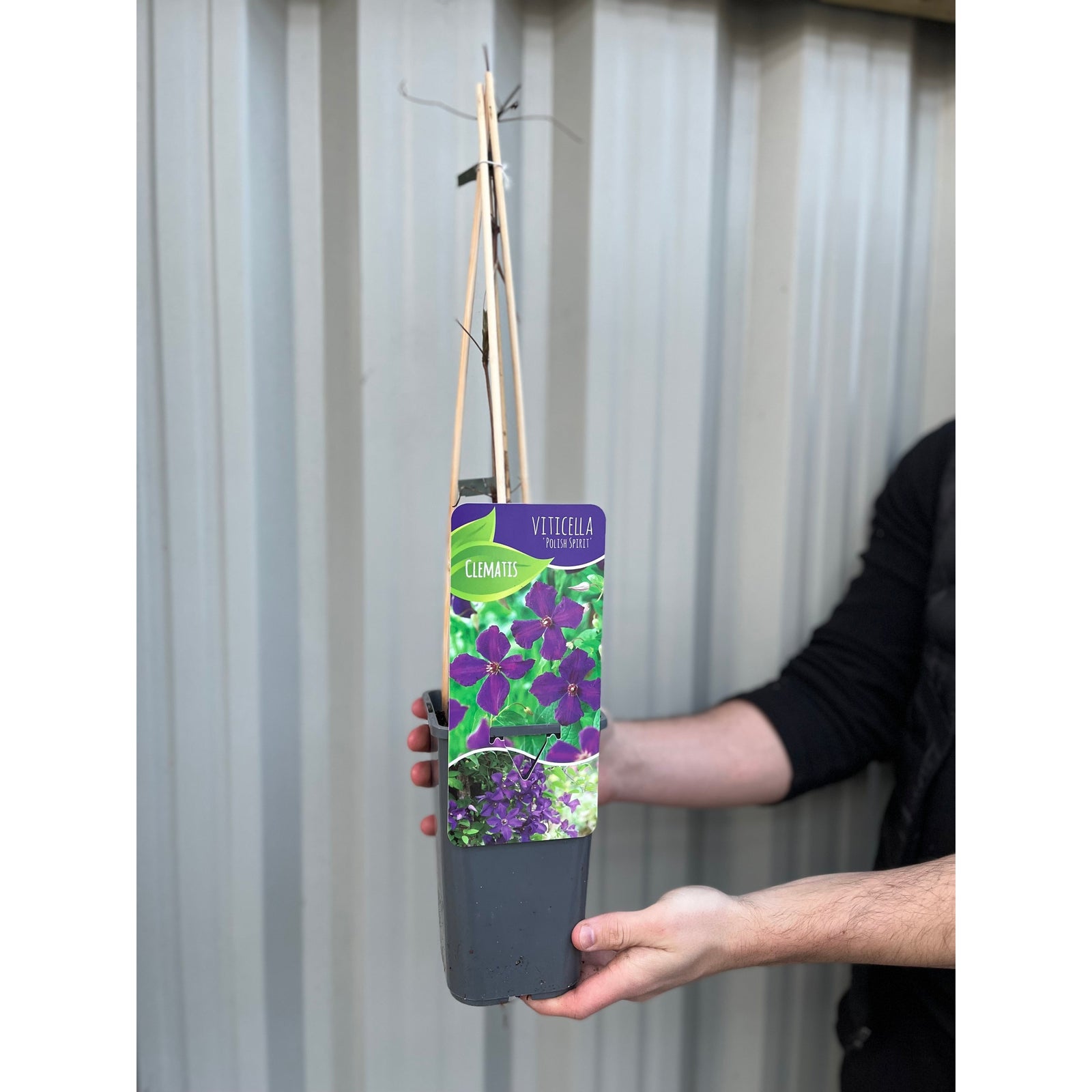 Clematis 'Polish Spirit' 60cm