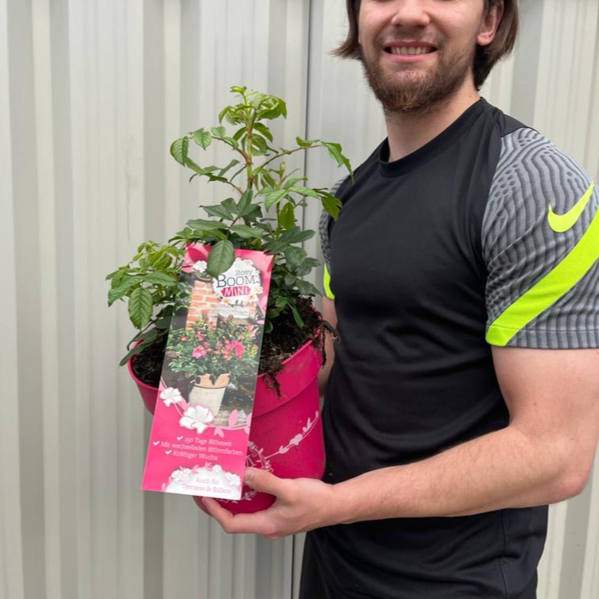A smiling man in a black athletic shirt holds a Rosy Boom Mini Potted Rose 5L, ideal for garden patios with its fragrant blooms. The plant has a pink “Bloom Around” tag, and the background is a light corrugated wall.