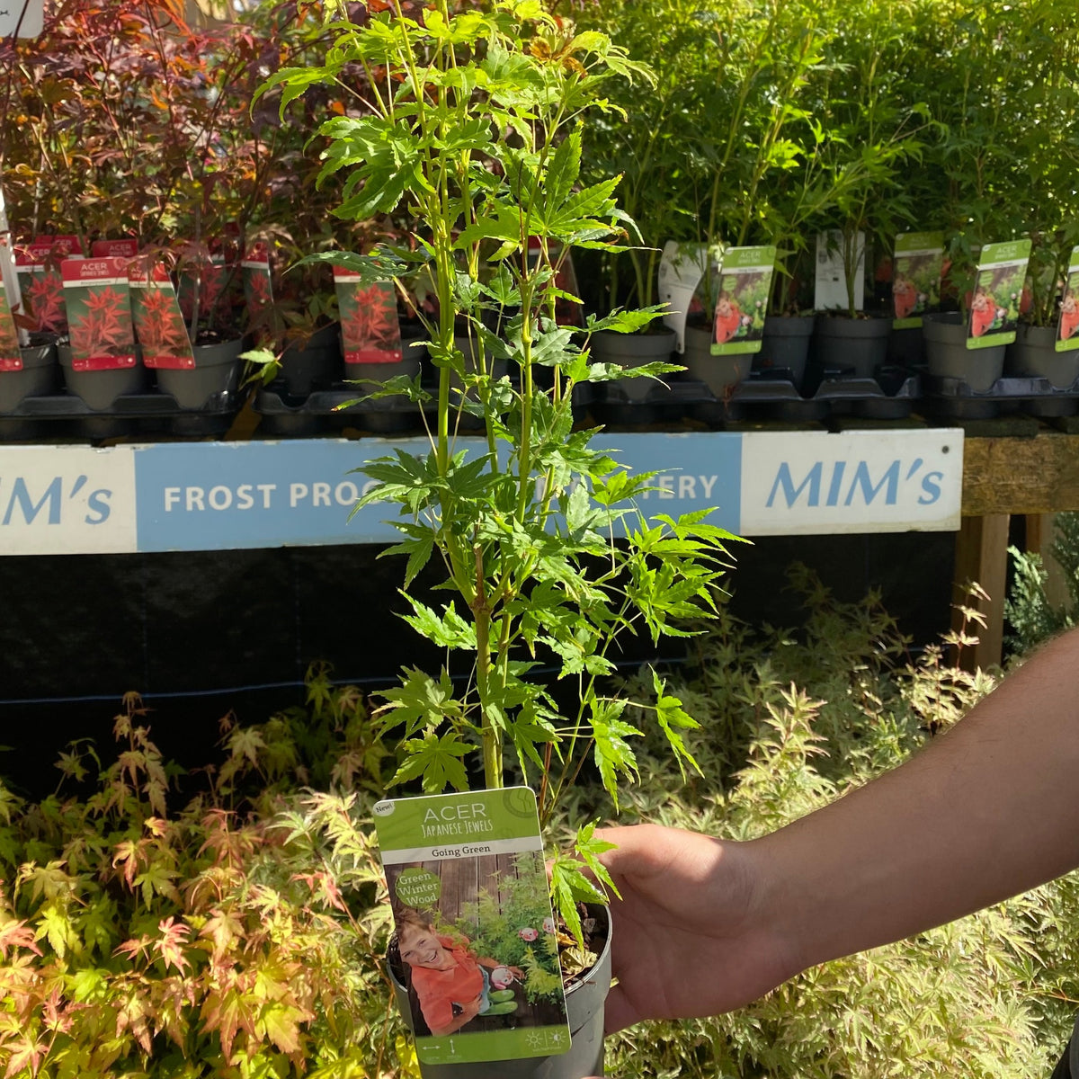 Acer palmatum &#39;Going Green&#39; 10.5cm/2L/3L/45L