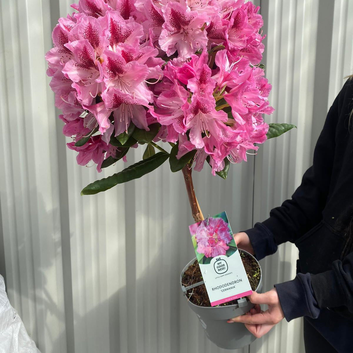 Standard Rhododendron &#39;Germania&#39; (Pink) 80cm