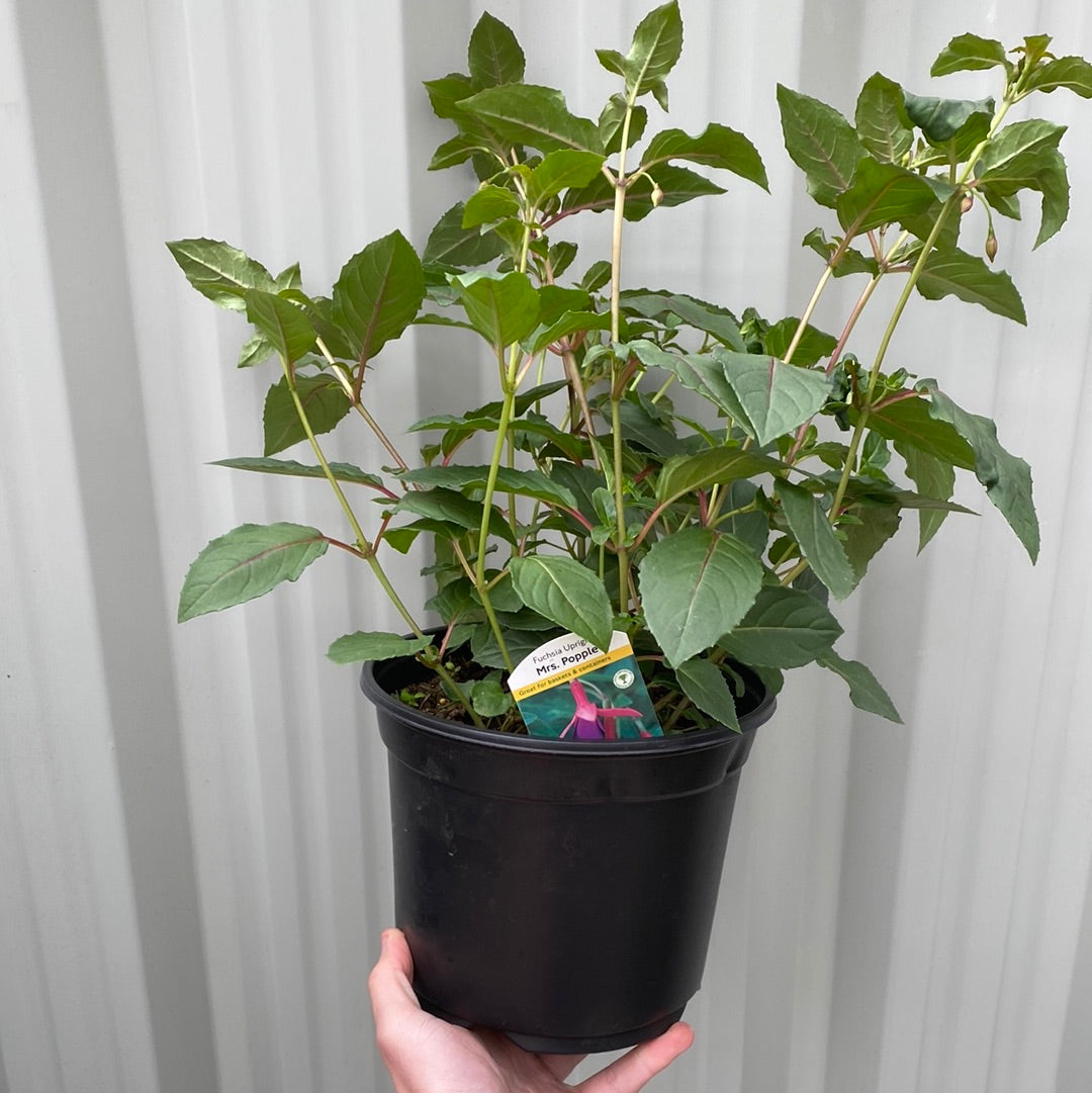 A hand holds a Hardy Fuchsia &#39;Mrs Popple&#39; 9cm pot, showing leafy green stems and a plant tag. The light gray corrugated background highlights this popular flowering shrub with its distinctive pendulous blooms.
