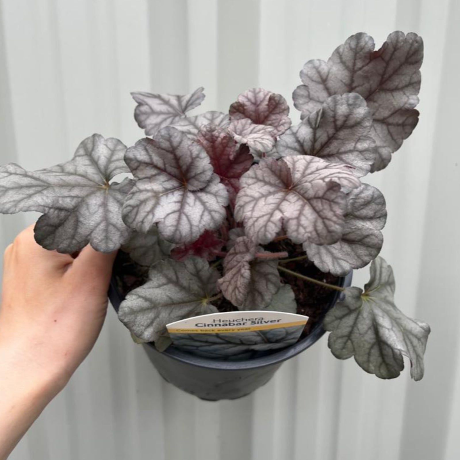 Heuchera 'Cinnabar Silver' 2L features eye-catching silvery leaves with dark purple veins, some tinted green and burgundy, creating textured, colorful foliage perfect for shade. Sunlight highlights the beauty of this perennial.