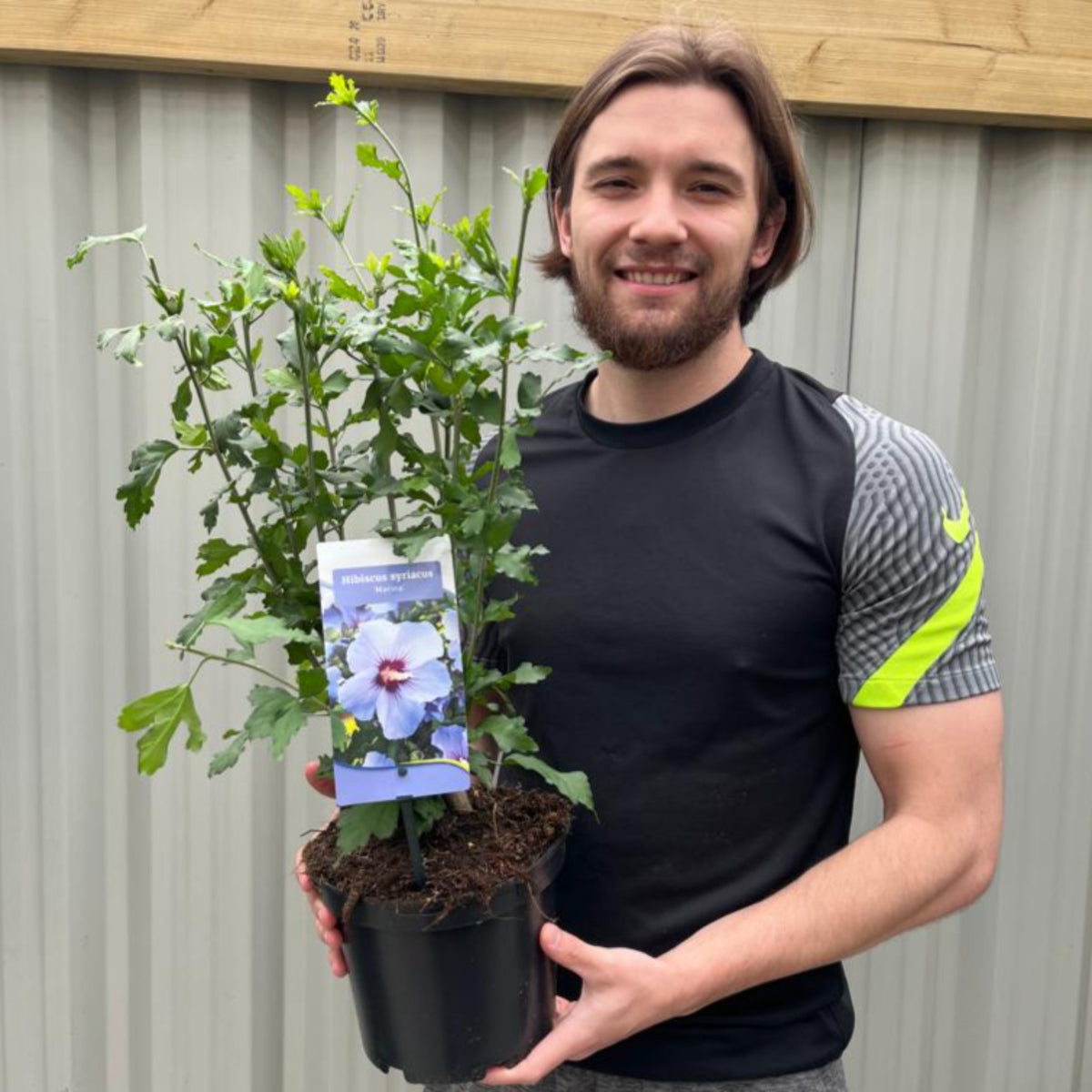 Hibiscus Syriacus &#39;Marina&#39; 1.5L