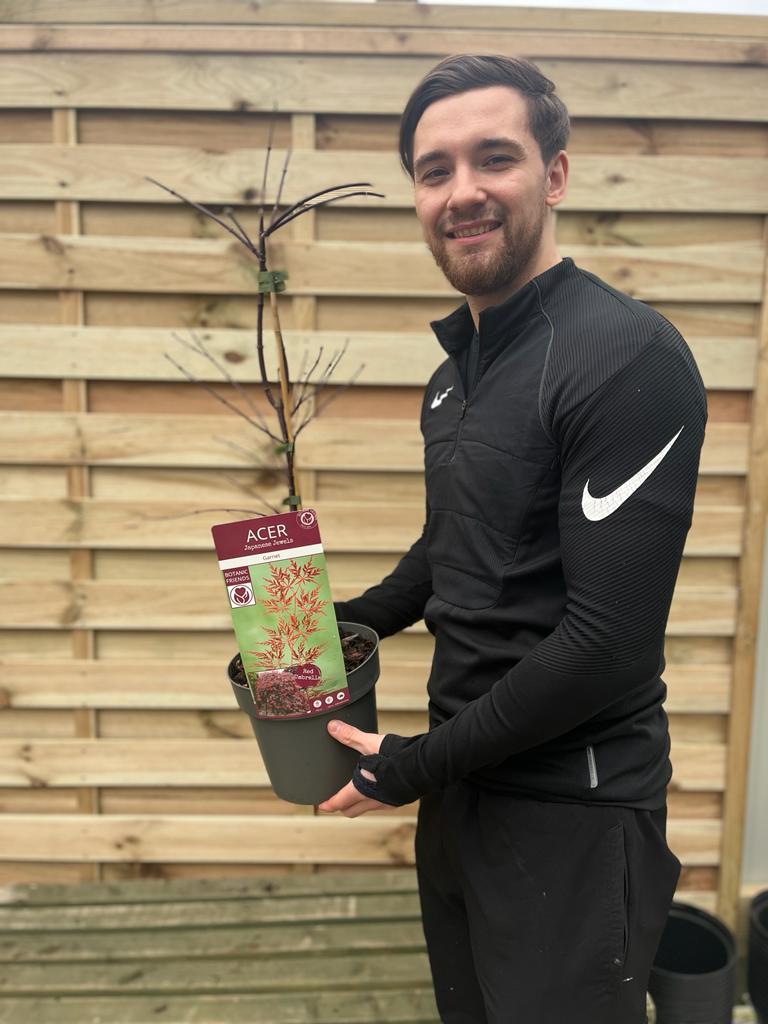 Acer palmatum Garnet 3L-235L