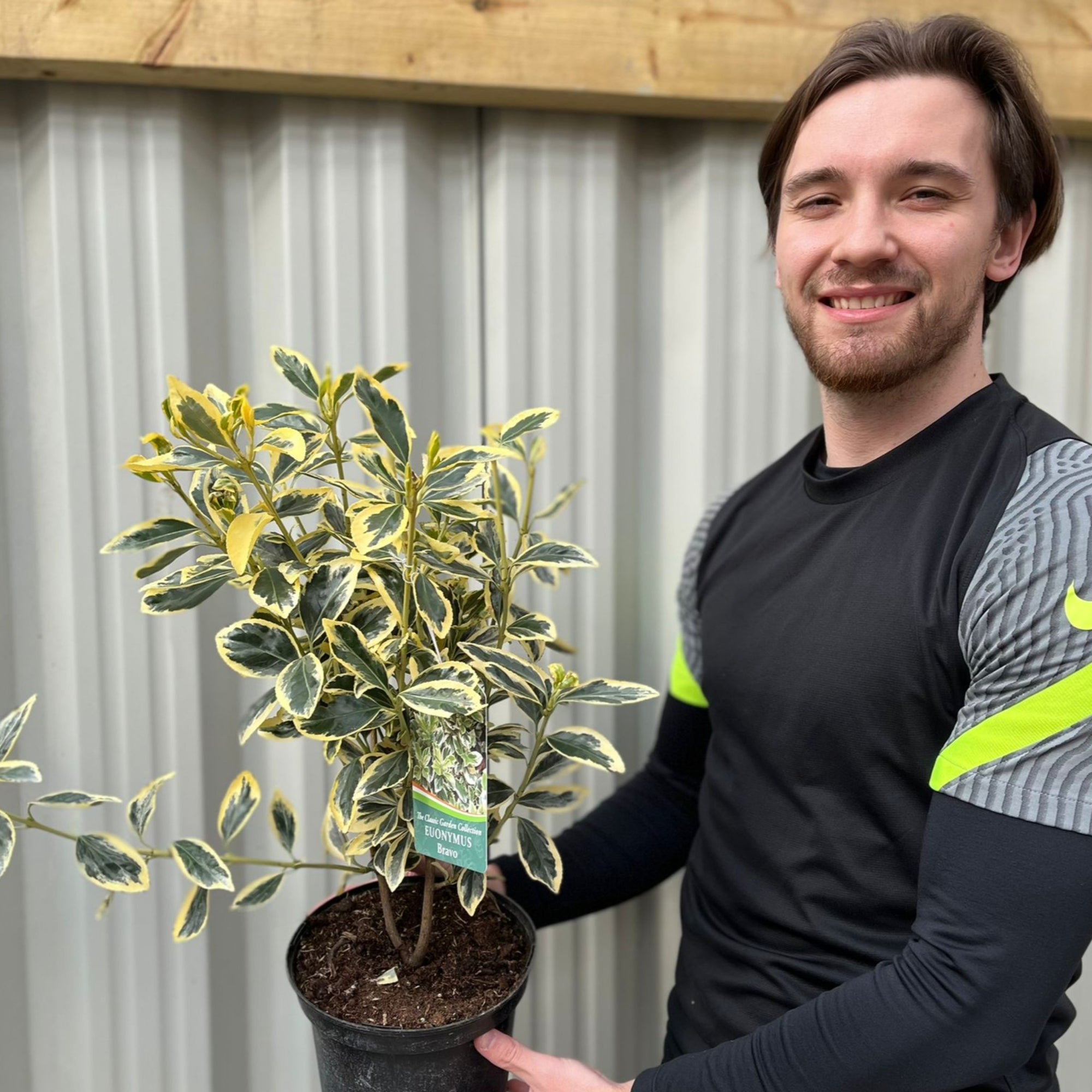 Euonymus japonicus 'Bravo' 3L