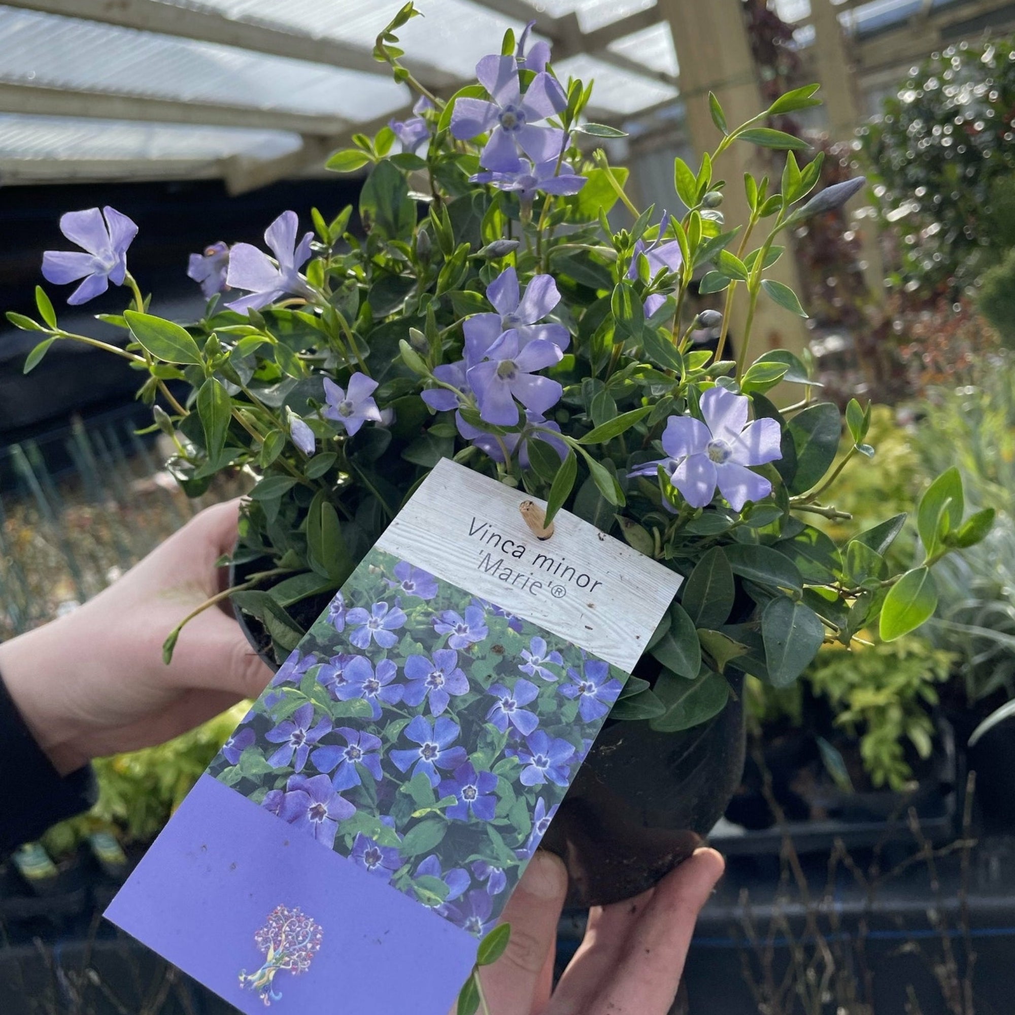 Vinca minor 'Marie'  (Periwinkle) 9cm / 2L