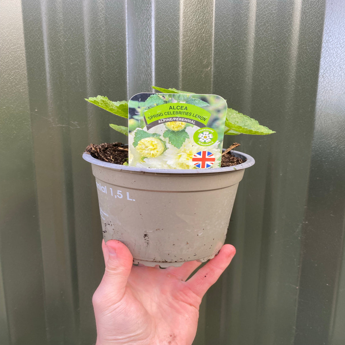 Hollyhock (Alcea) Yellow &#39;Spring Celebrities Lemon&#39; 1.5L