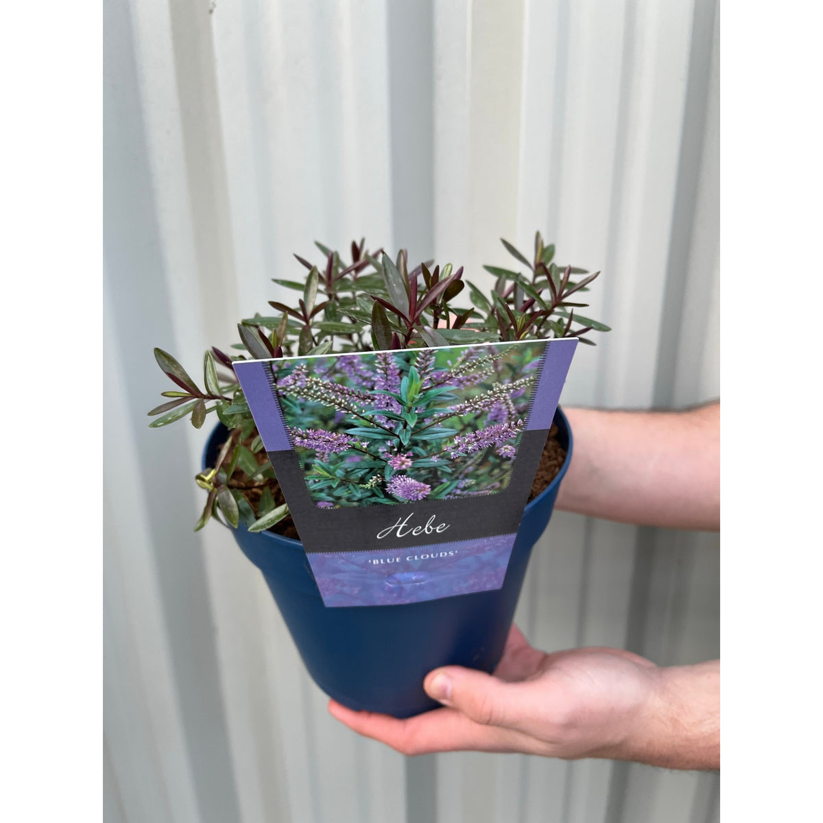 Hebe &#39;Blue Clouds&#39; 2L