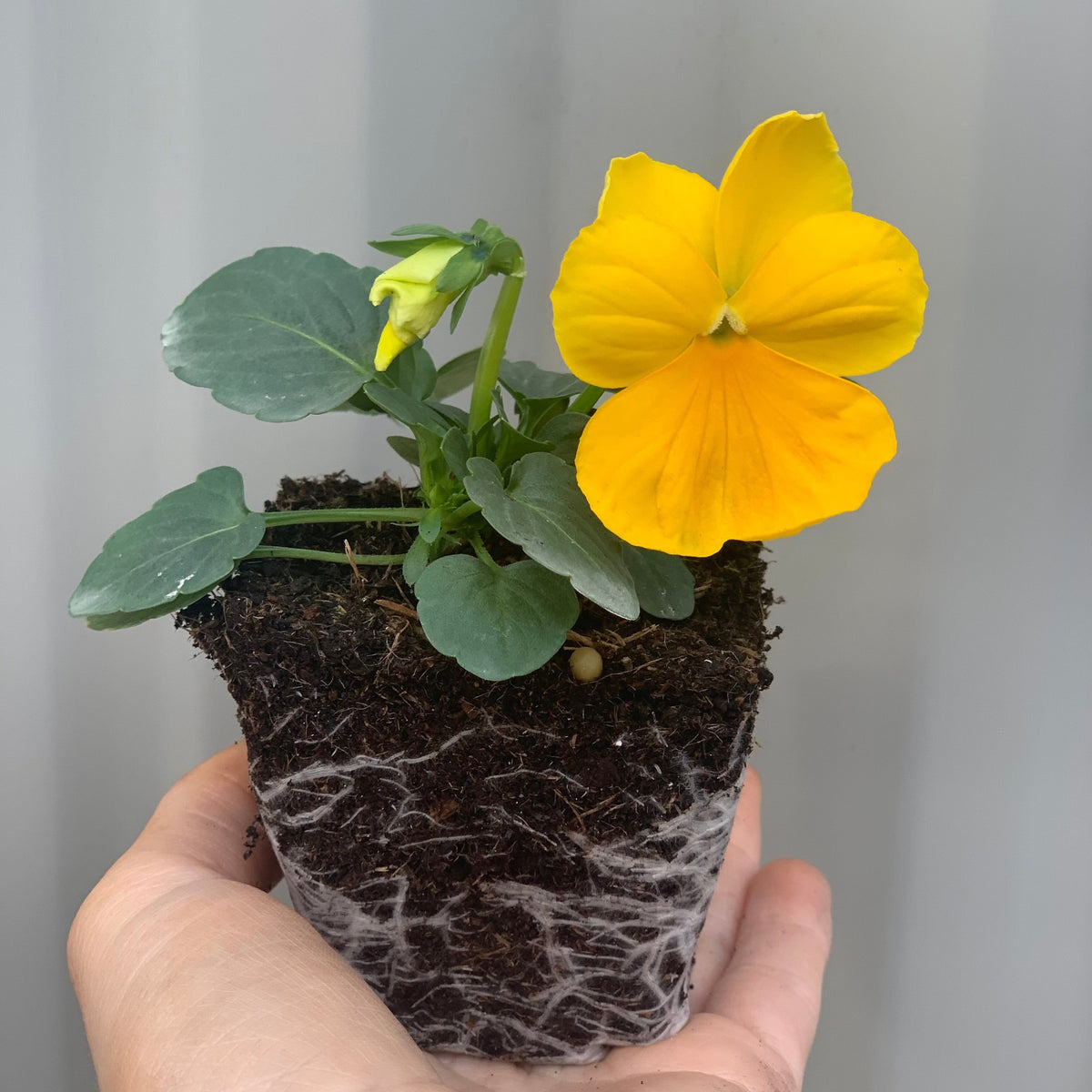 A hand holds a small Pansy plant from the 20 Pack Pansy Tray, showing its green leaves and colorful bloom with exposed roots and soil against a plain, light background.