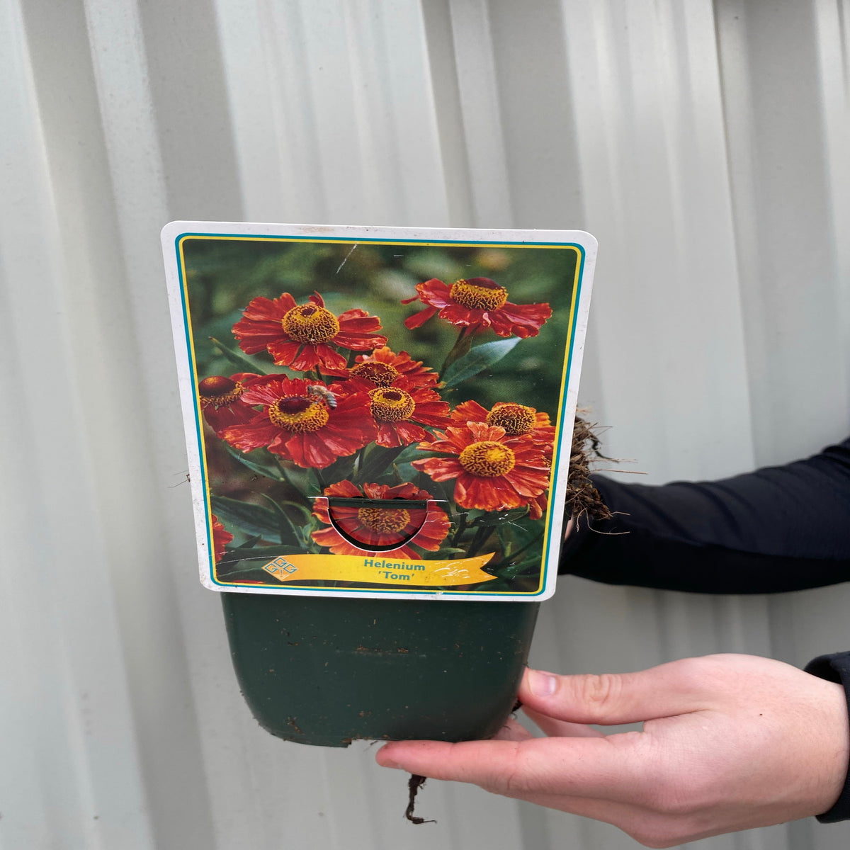A hand holds a green 1.5L pot labeled Helenium &#39;Tom&#39;, perfect for perennial flowers in wildlife-friendly gardens. The background features a light gray metal wall.