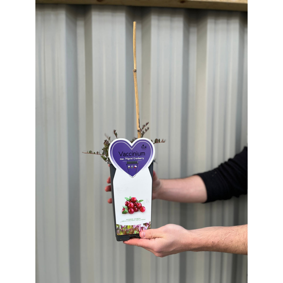 Cranberry &#39;Early Black&#39;