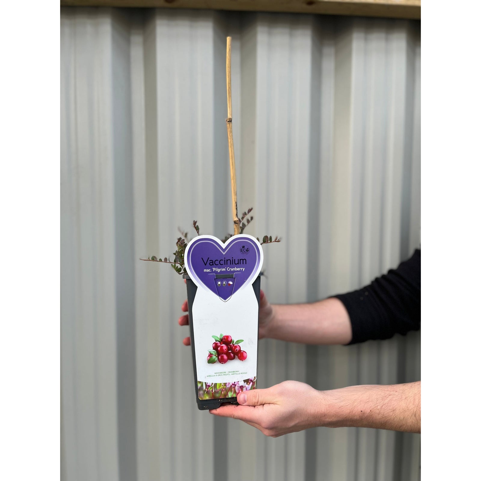 Cranberry 'Early Black'