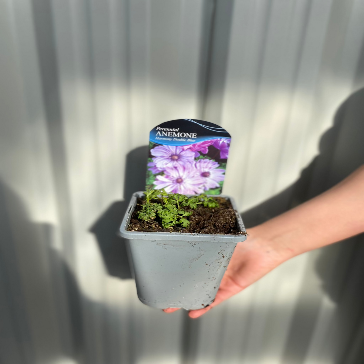 A hand holds a small potted Anemone coronaria Harmony Double Blue 1L, showcasing blooming blue perennial flowers against a blurred gray corrugated metal background.
