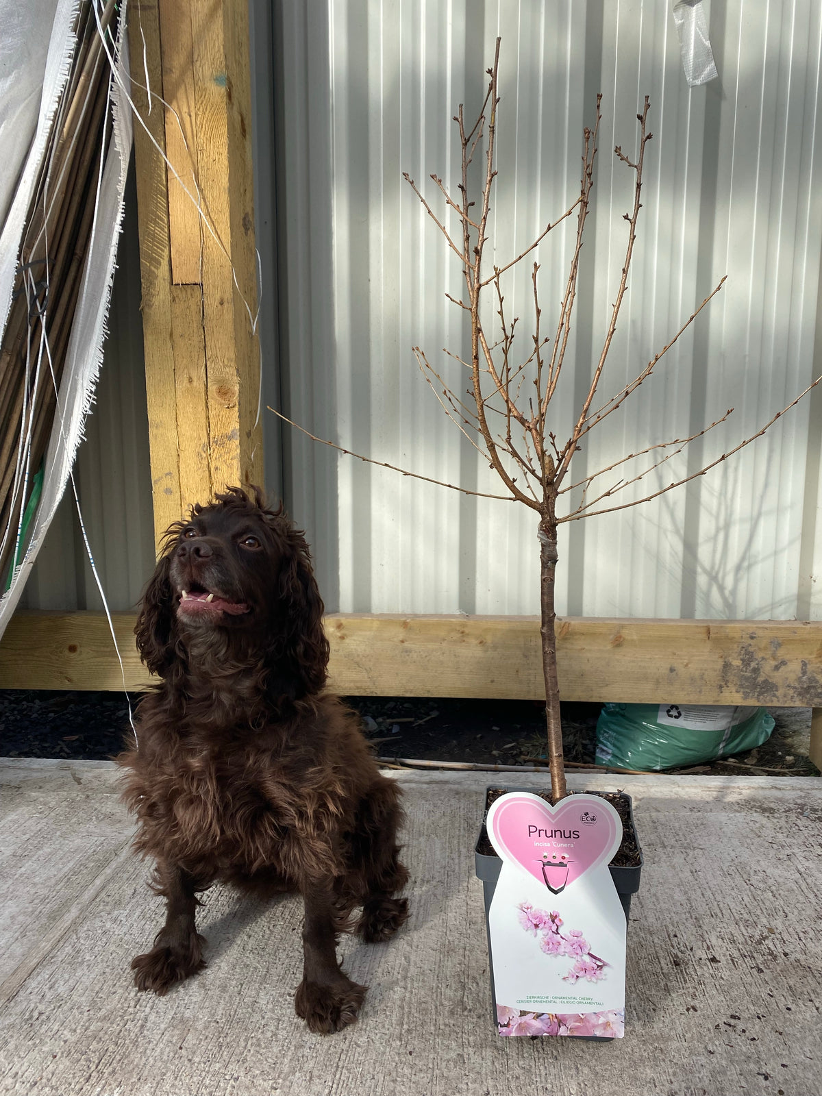 A brown, curly-haired dog sits on concrete beside a potted Ornamental Flowering Cherry Blossom Tree Dwarf - Incisa &#39;Cunera&#39; (100-120cm) labeled with a pink tag. Behind them are a metal wall, wooden beams, and bundled fabric.