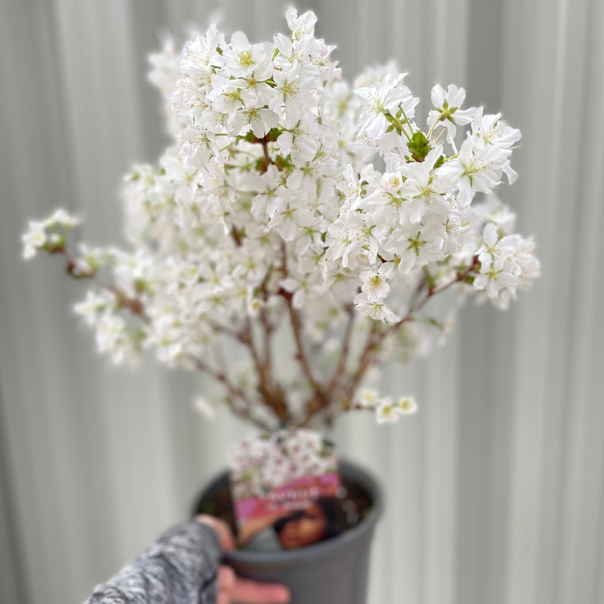 A person holds an Ornamental Flowering Cherry Blossom Shrub – ‘Briljant’, its hardy branches adorned with small white blossoms with green centers, standing out against a softly blurred light gray background.