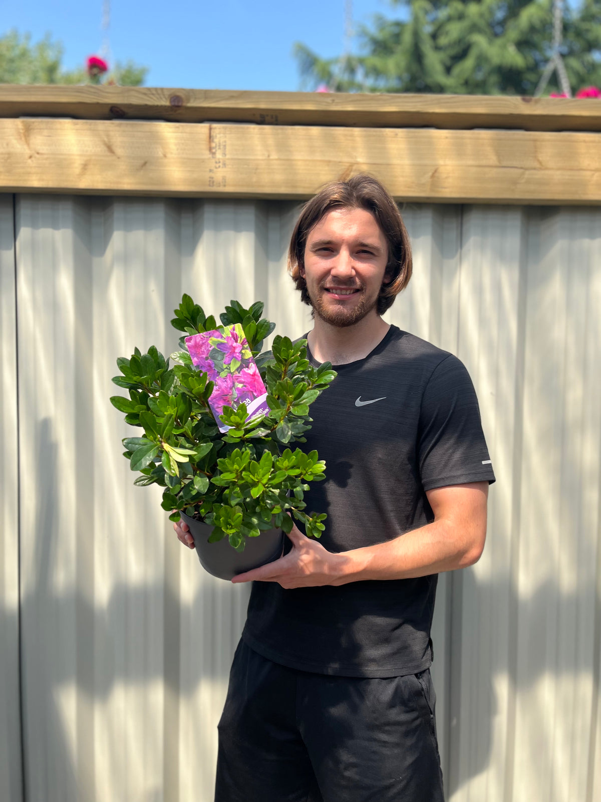 Azalea &#39;Koningstein&#39; 3L