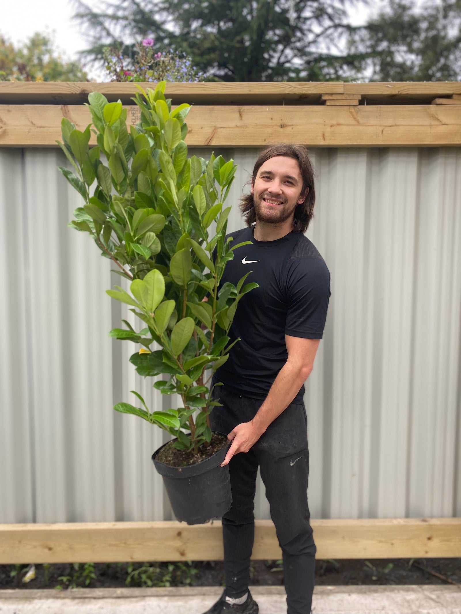 4-5ft Potted Cherry Laurel Hedging (120-150cm)