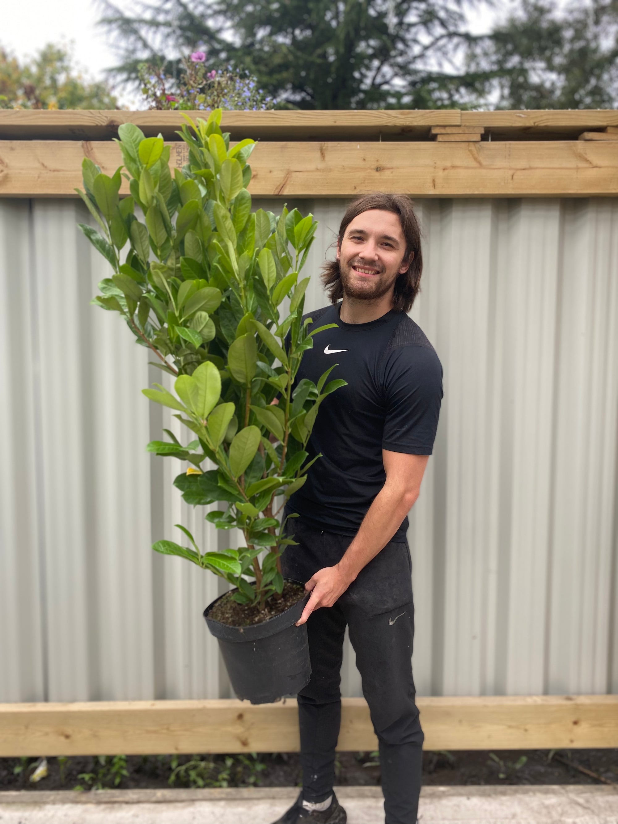 5ft Potted Cherry Laurel Hedging (130-150cm) (Multibuy Offers Available)