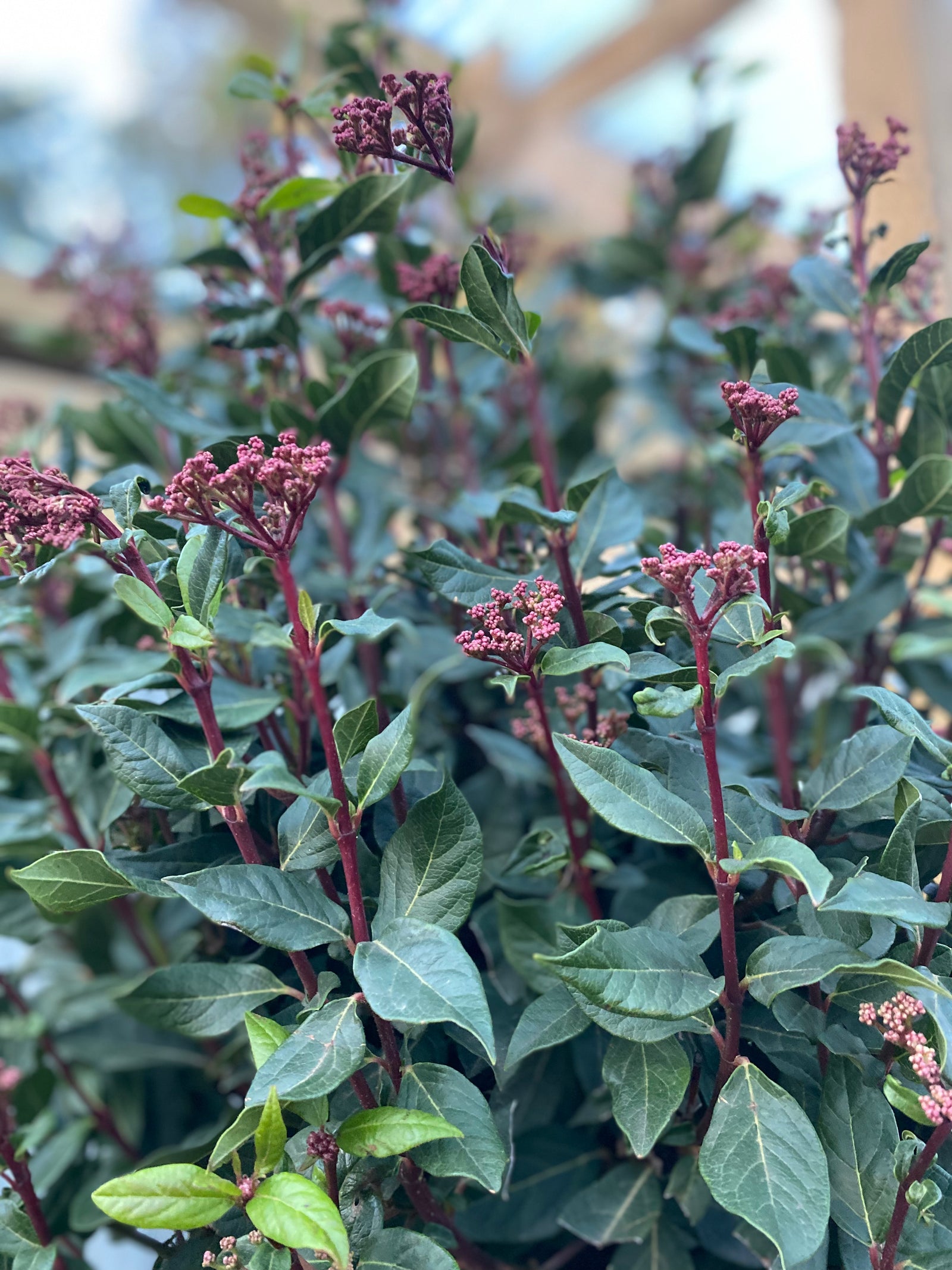 A man in a black jacket, hat, and scarf smiles next to a potted Half Standard Viburnum tinus 'Eve Price', recognized for its round, leafy top and RHS Award of Garden Merit, outside a corrugated metal fence and wooden structure.