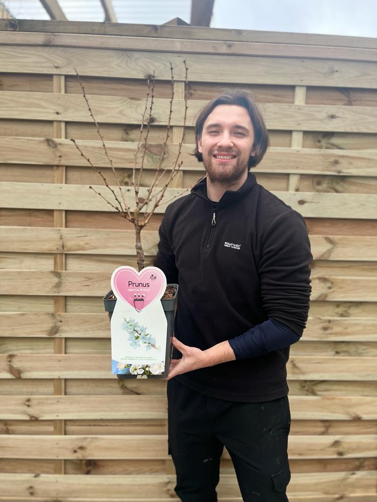 Ornamental Flowering Cherry Blossom Dwarf Tree -  Nipponica ‘Brilliant&#39; (2 Sizes Available)