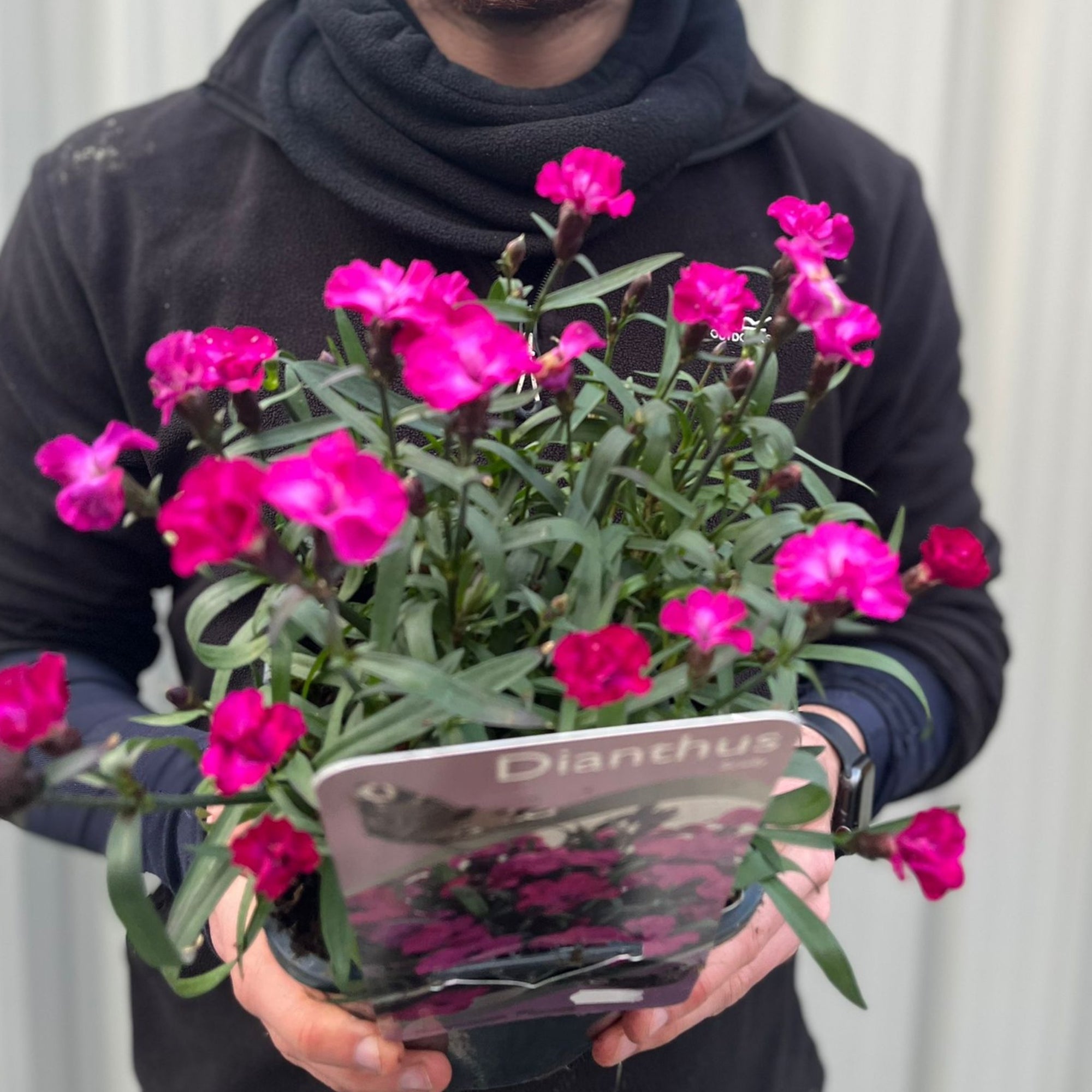 Dianthus 'Scully’  3L