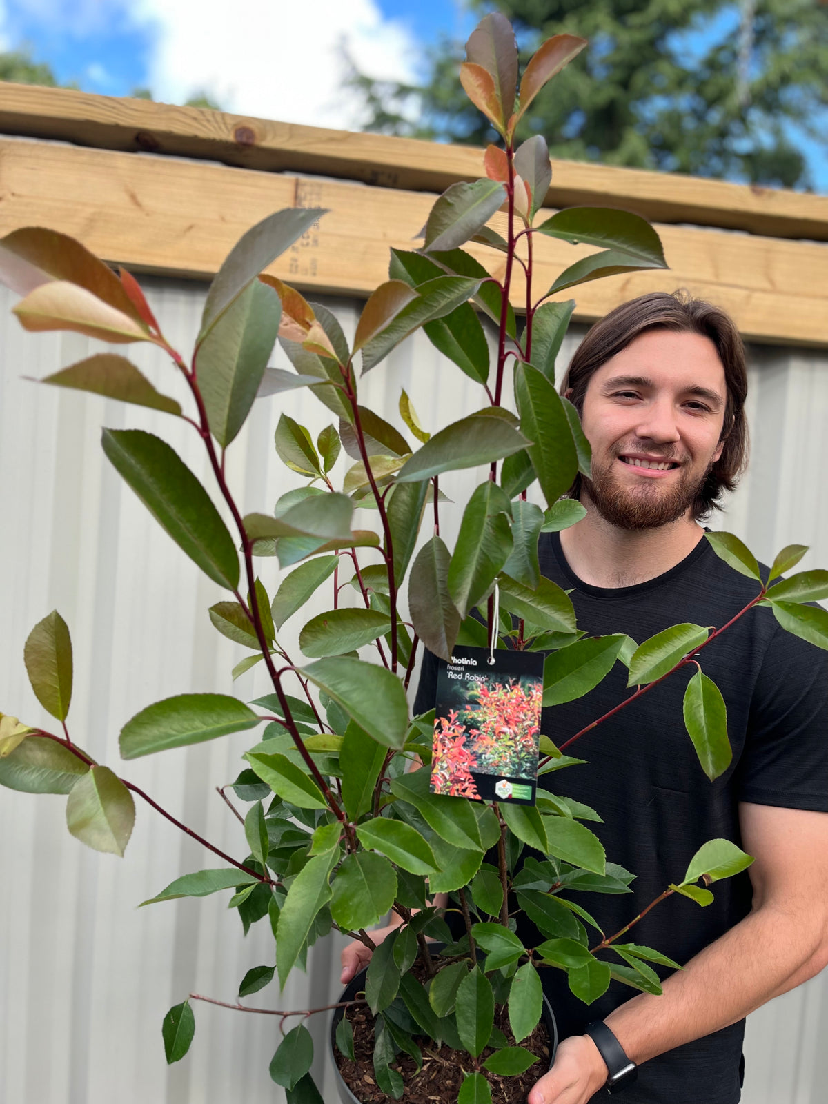 Photinia x fraseri &#39;Red Robin&#39;