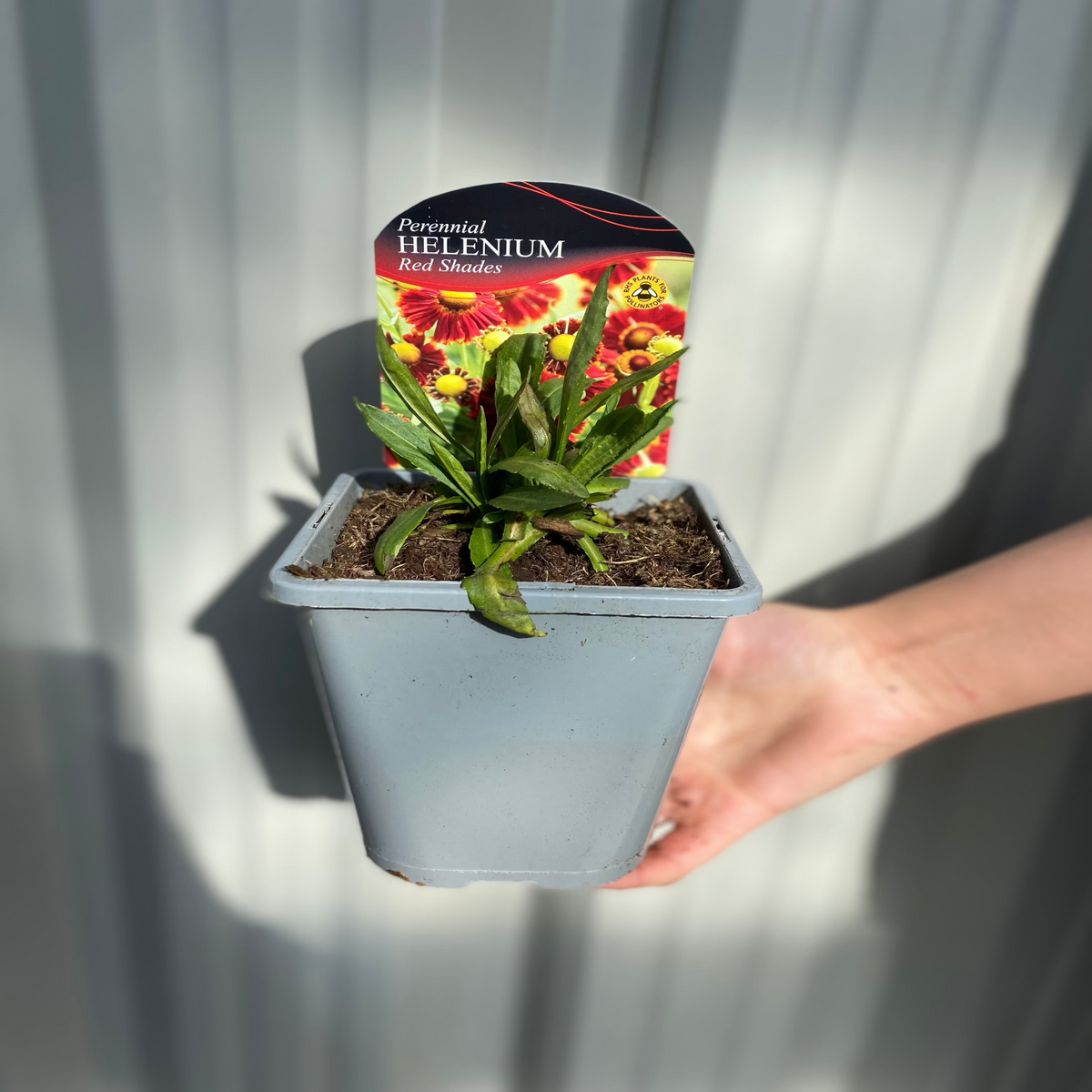 A hand holds a small gray pot with a young Helenium - Red Shades 1L plant. A colorful label shows red and yellow flowers, reading &quot;Perennial HELENIUM Red Shades,&quot; highlighting this pollinator-friendly perennial. Gray ridged background.