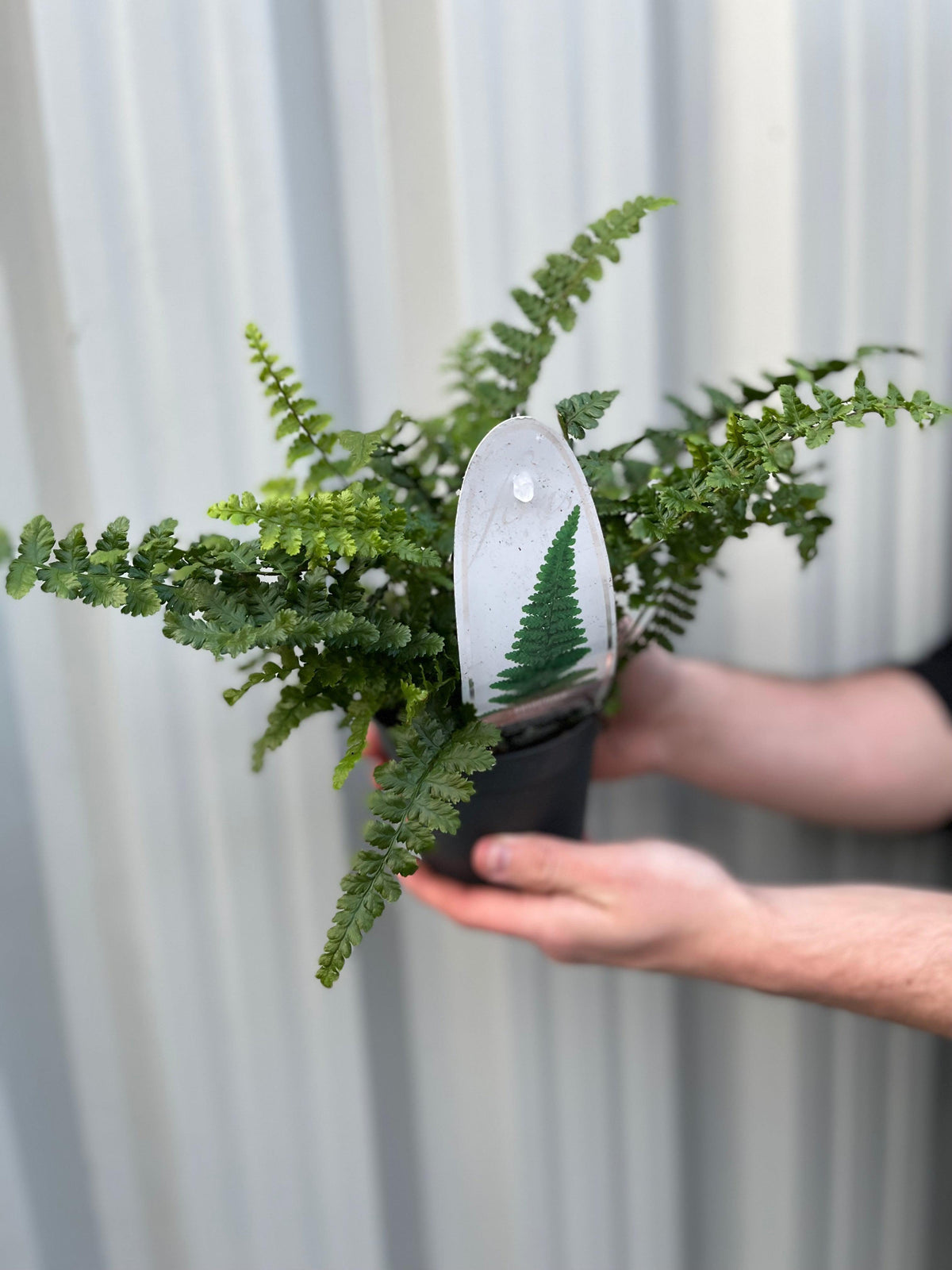 A person holds a Ferns Polystichum in an 11cm growers pot, its dark green fronds on display. A plant label showing a fern illustration is inserted in the pot, set against a light corrugated metal wall.