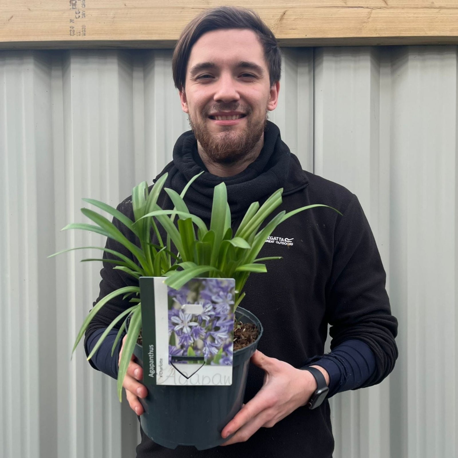 Agapanthus africanus 'Charlotte' 5L