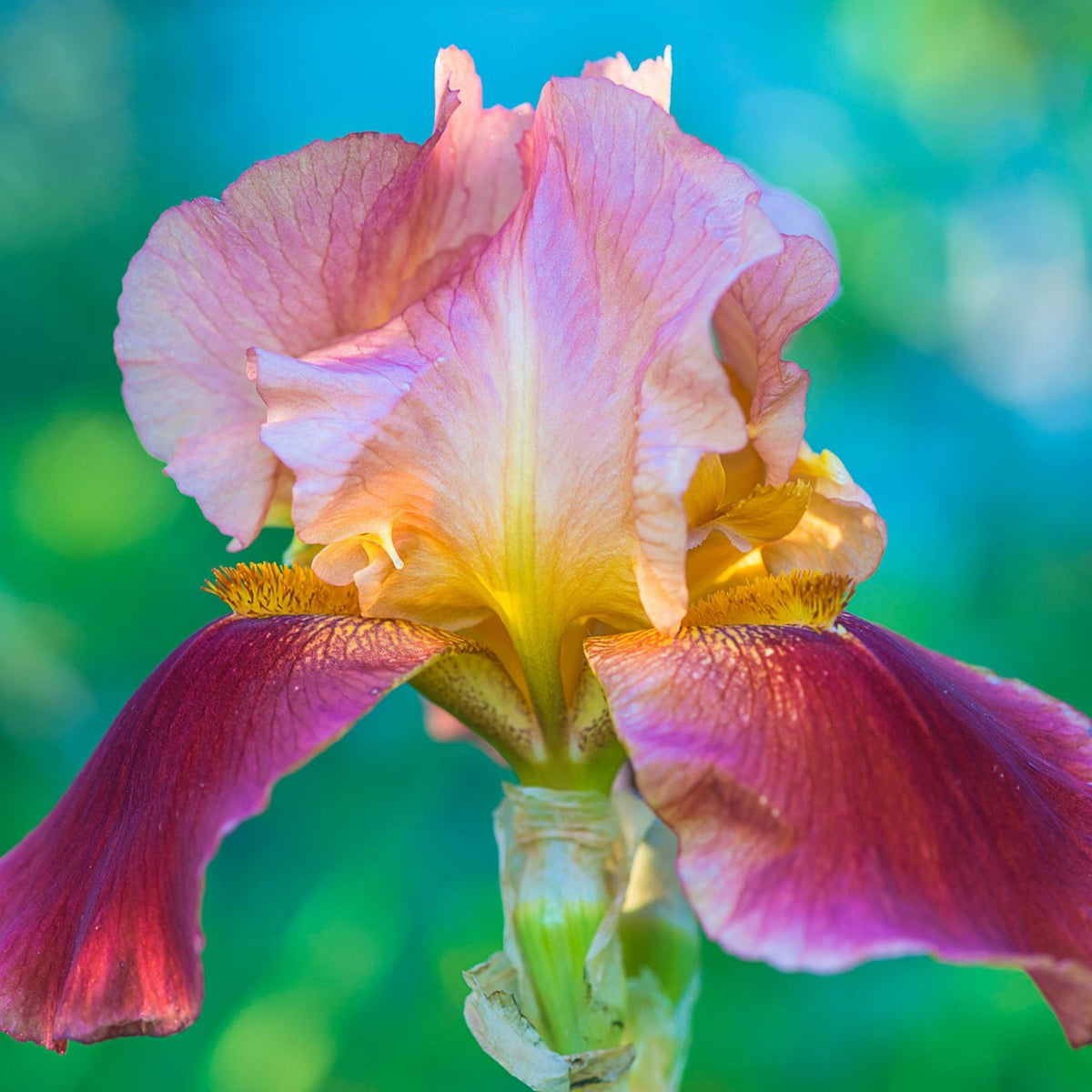 A close-up of the Iris - Paprikash (Red/Orange/Yellow) 1.5L features its vibrant petals set against a soft green-blue background, showcasing the striking colours ideal for brightening gravel gardens.