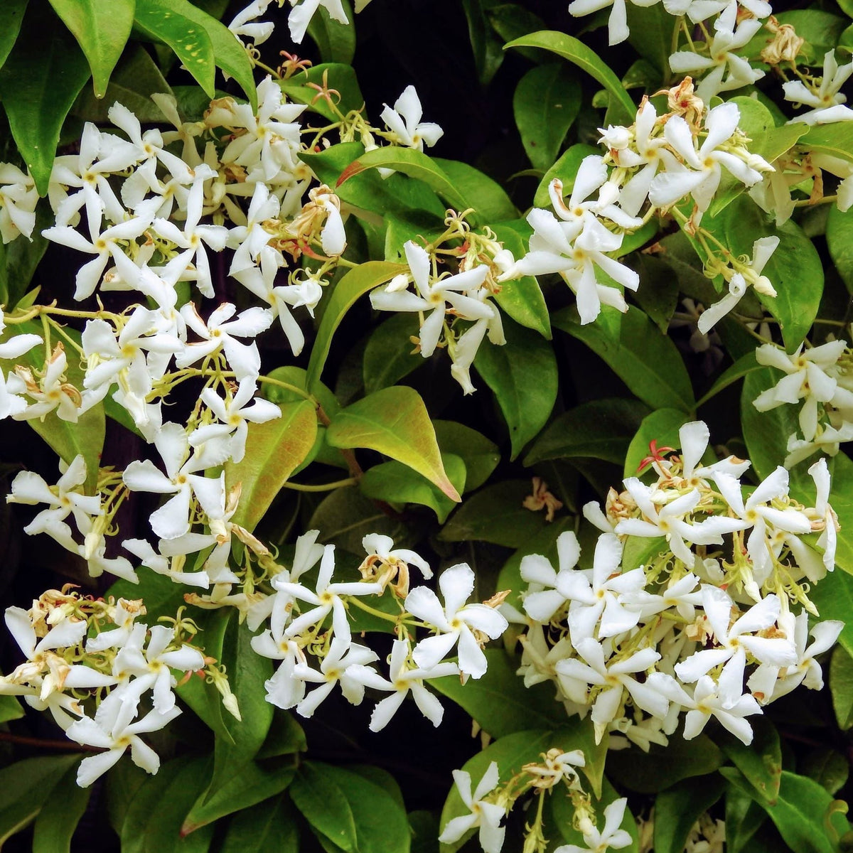 Evergreen Star Jasmine Trachelospermum Jasminoides Climber One evergreen-star-jasmine-trachelospermum-jasminoides-climber-one