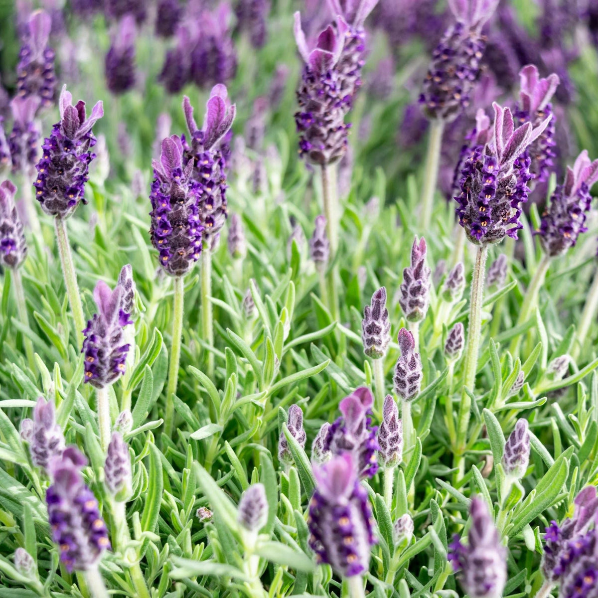 Lavender Stoechas Javelin Blue 9cm/1.5L