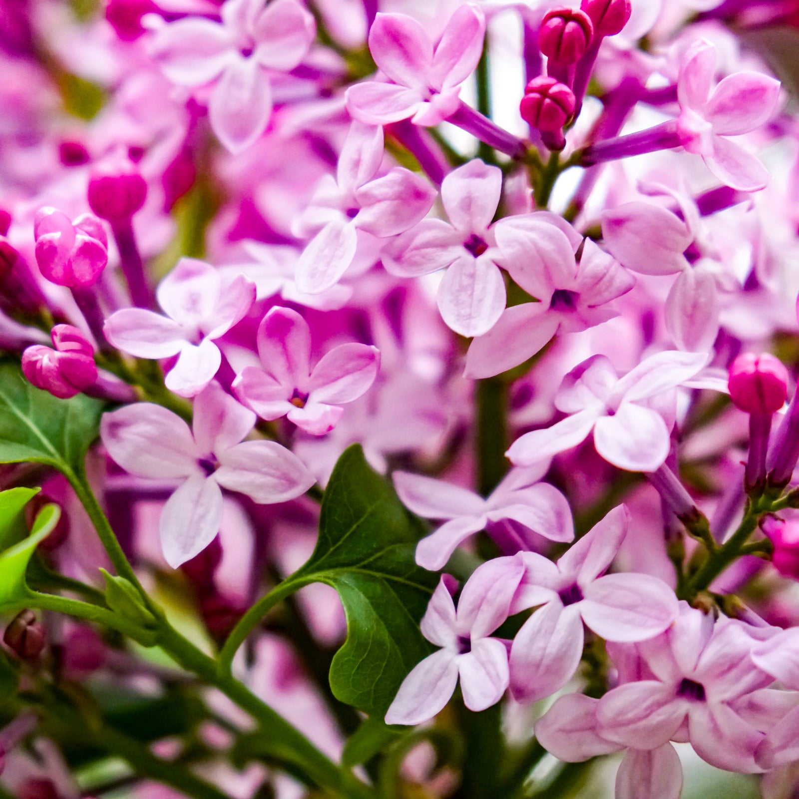 A close-up of Syringa 'Josee' (Reblooming Lilac) 4L, displaying clusters of fragrant, vibrant light purple flowers and green leaves, with both open blooms and unopened buds visible.