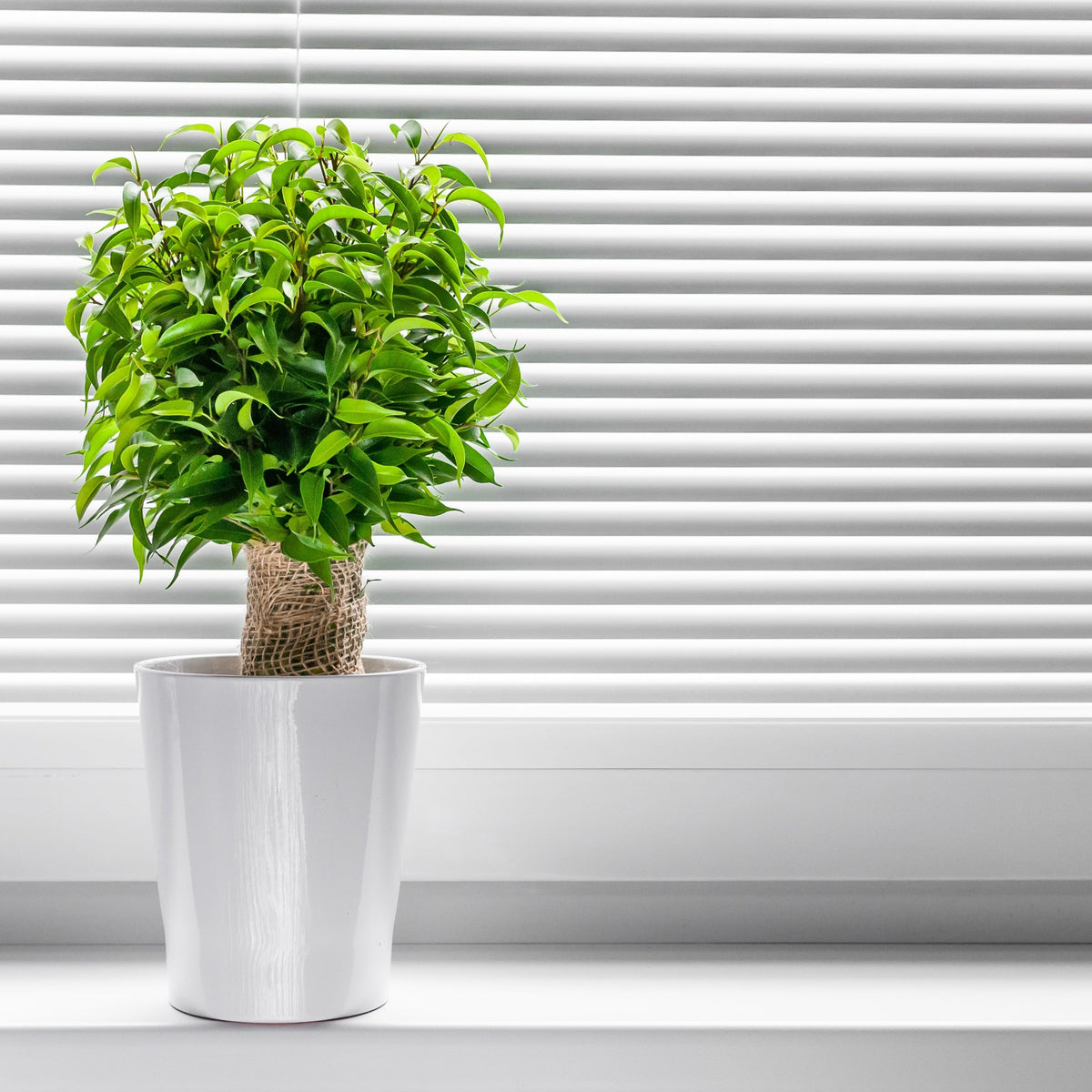 A Ficus Natasja Kinky Jute Tree (30-35cm), a green air-purifying houseplant, sits on a white windowsill in front of closed blinds. Its trunk is wrapped in burlap and it’s placed in a glossy white pot.