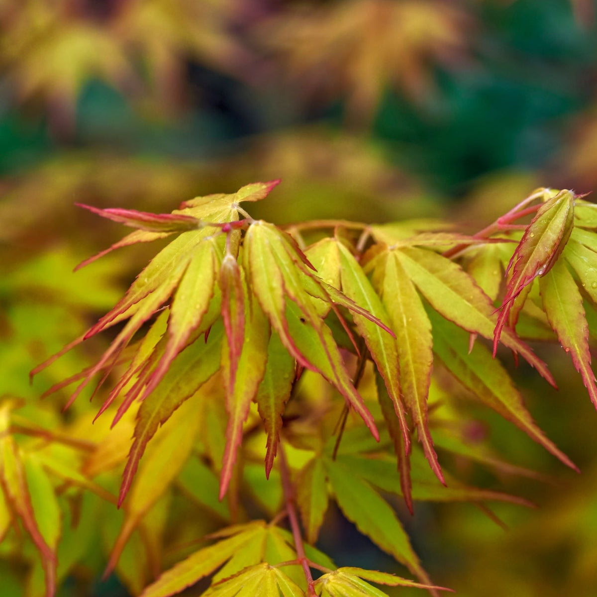 Acer palmatum &#39;Katsura&#39; 2L