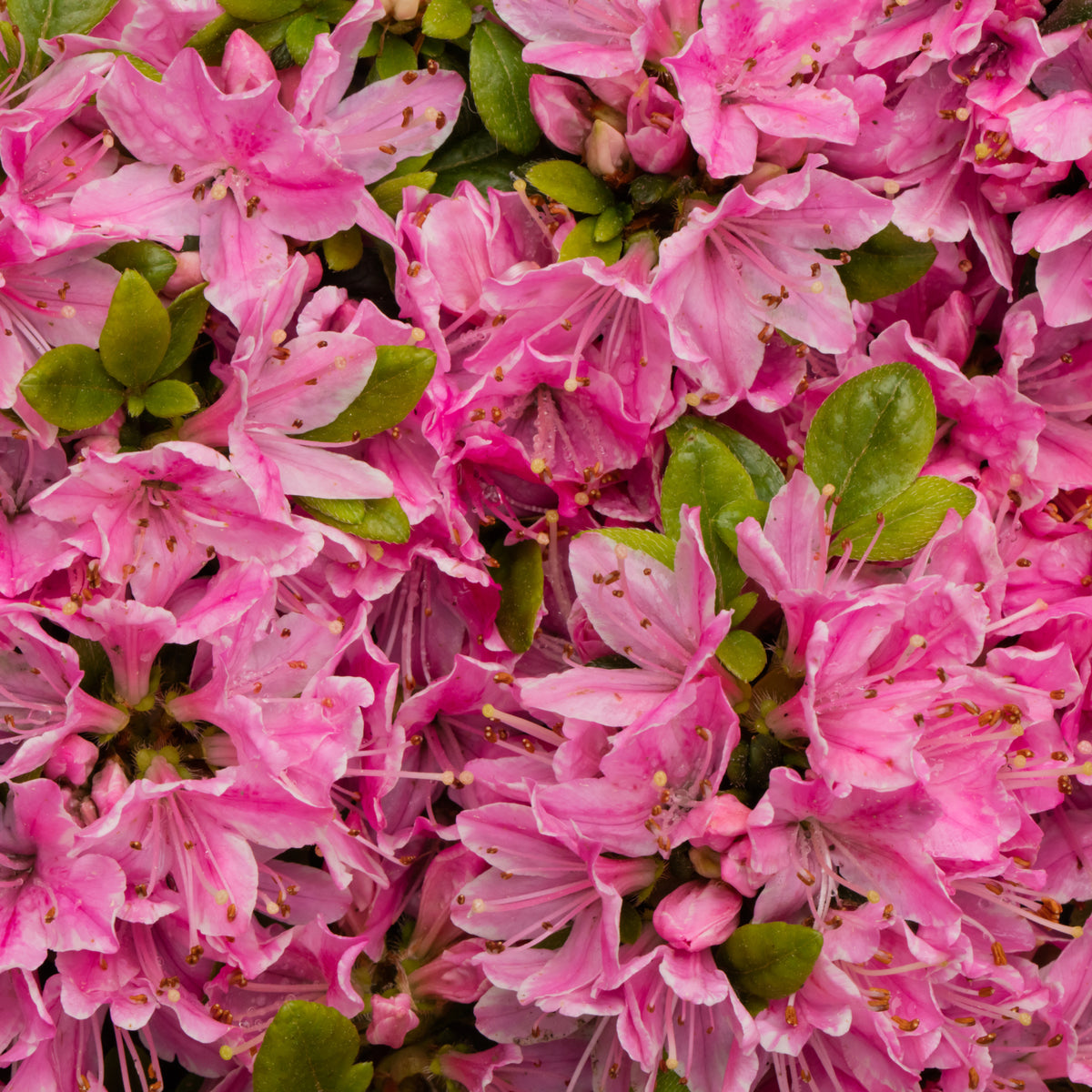 A close-up of vibrant Azalea &#39;Kermesina Rose&#39; 1L flowers in full bloom, their pink blossoms and lush green leaves densely packed—ideal for eye-catching garden displays with this classic evergreen shrub.
